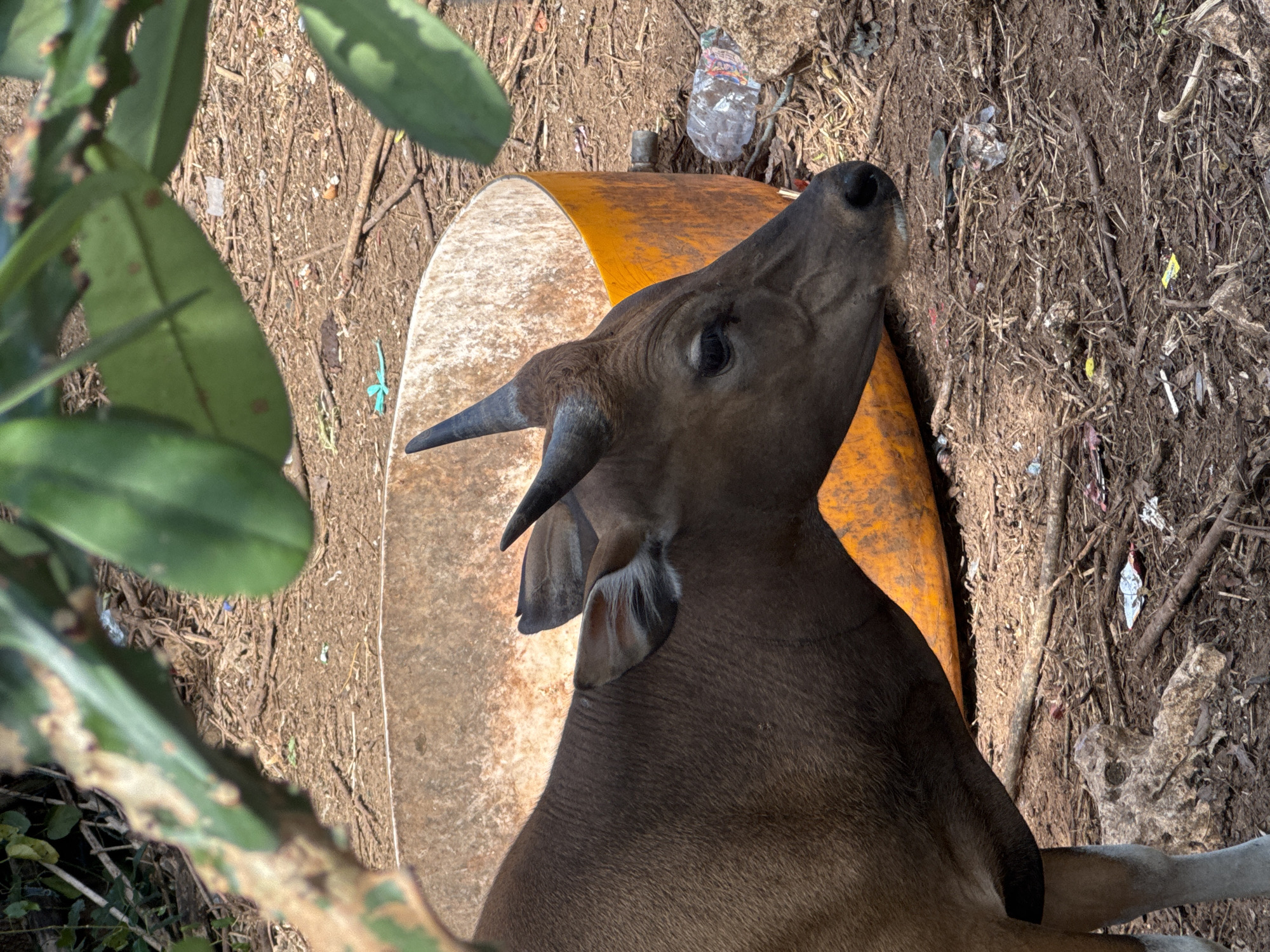 A brown bovine with short, dark horns stands near an orange, weathered, trough-like object. The ground is covered in dry dirt, twigs, and some scattered debris, including plastic bottles and wrappers, consistent with an outdoor, possibly rural or undeveloped, area. Green foliage is visible in the foreground, partially obscuring the scene. The light suggests it is daytime. The location is identified as Kuta Selatan, Indonesia.