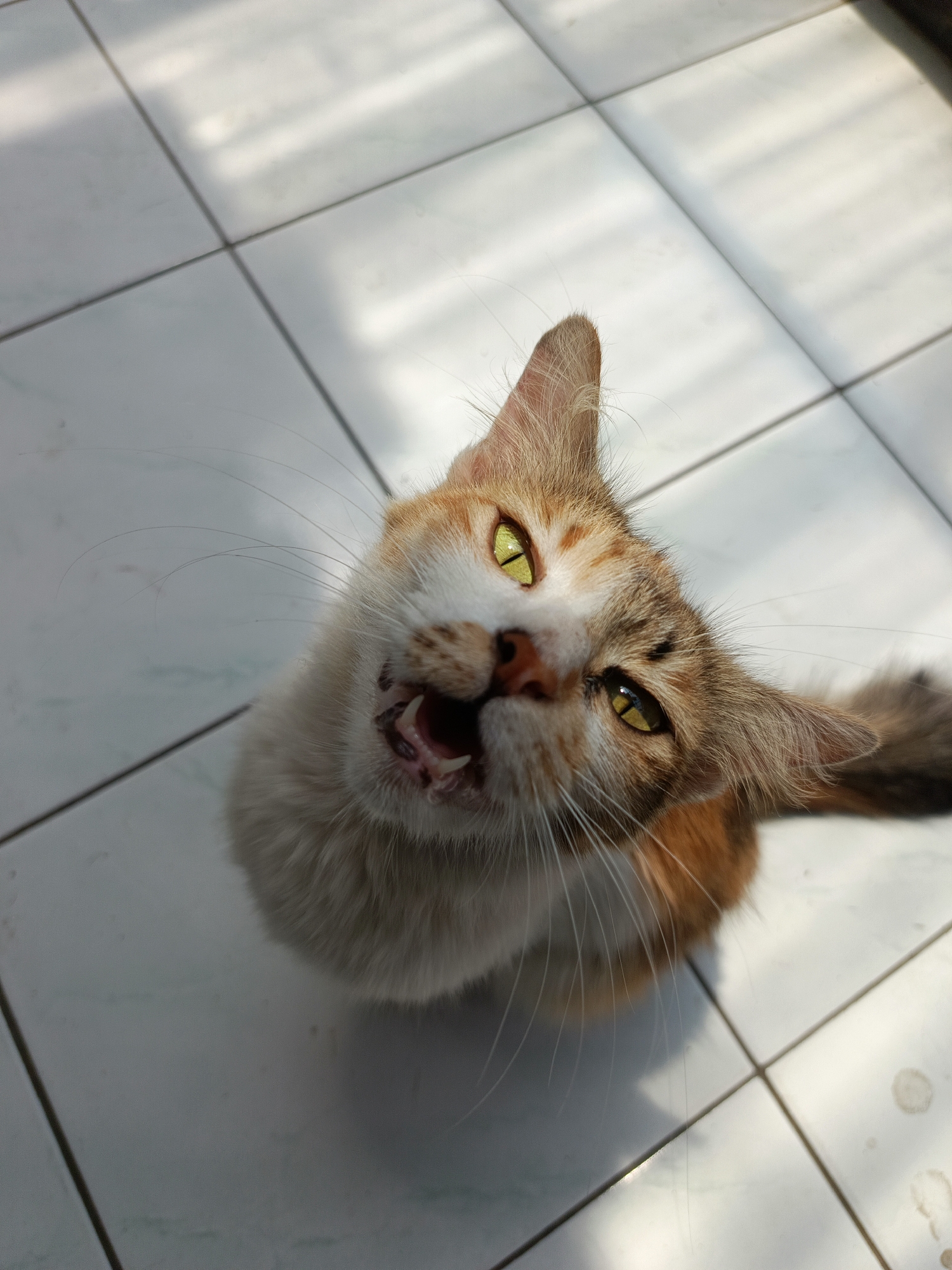 A calico cat with bright yellow eyes is looking up at the camera with its mouth open, as if meowing or yawning. The cat's fur is a mix of orange, white, and brown. It is sitting on a tiled floor, with sunlight casting shadows on the ground. The scene is indoors, likely in a home in Margajaya, Indonesia.