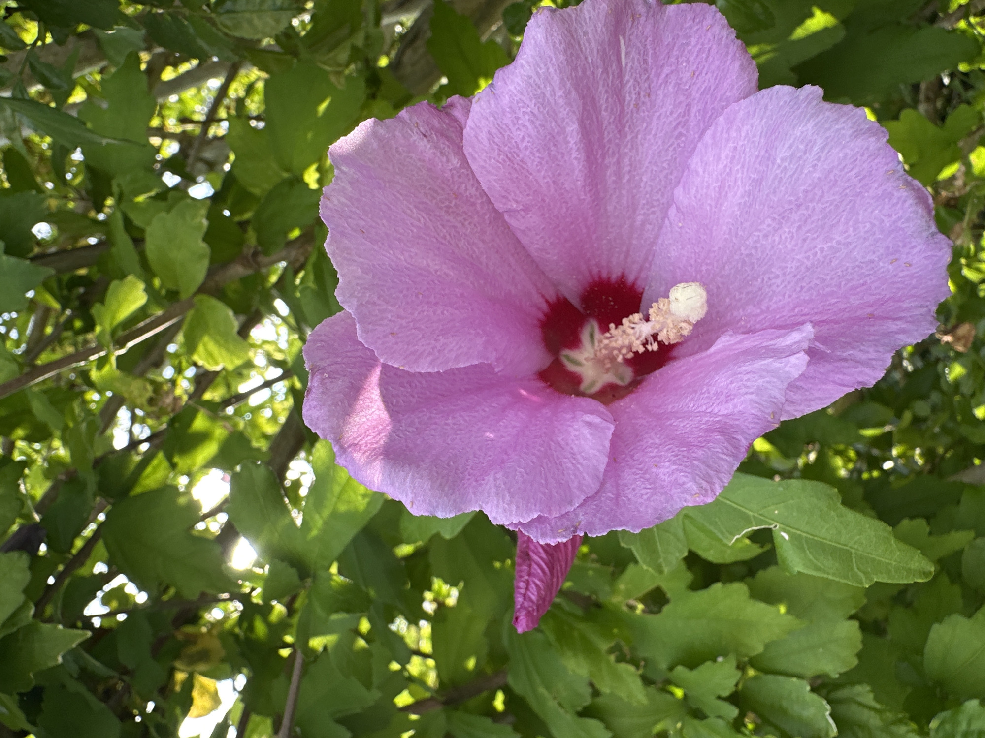 This is a close-up, outdoor, eye-level shot of a large, light pink hibiscus flower with a deep red center. The flower's petals are ruffled and textured. A pink hibiscus bud is visible to the left of the main flower. The background is filled with lush green foliage, which appears to be from the same plant or a nearby bush. Sunlight filters through the leaves, creating bright highlights and dappled shadows. There are no people or animals in the image. The scene appears to be in a garden or natural setting. Given the context of Sochi, Russia, this image likely depicts a hibiscus flower in one of the city's many parks, botanical gardens, or private gardens, as hibiscus is a common ornamental plant in subtropical climates like Sochi.