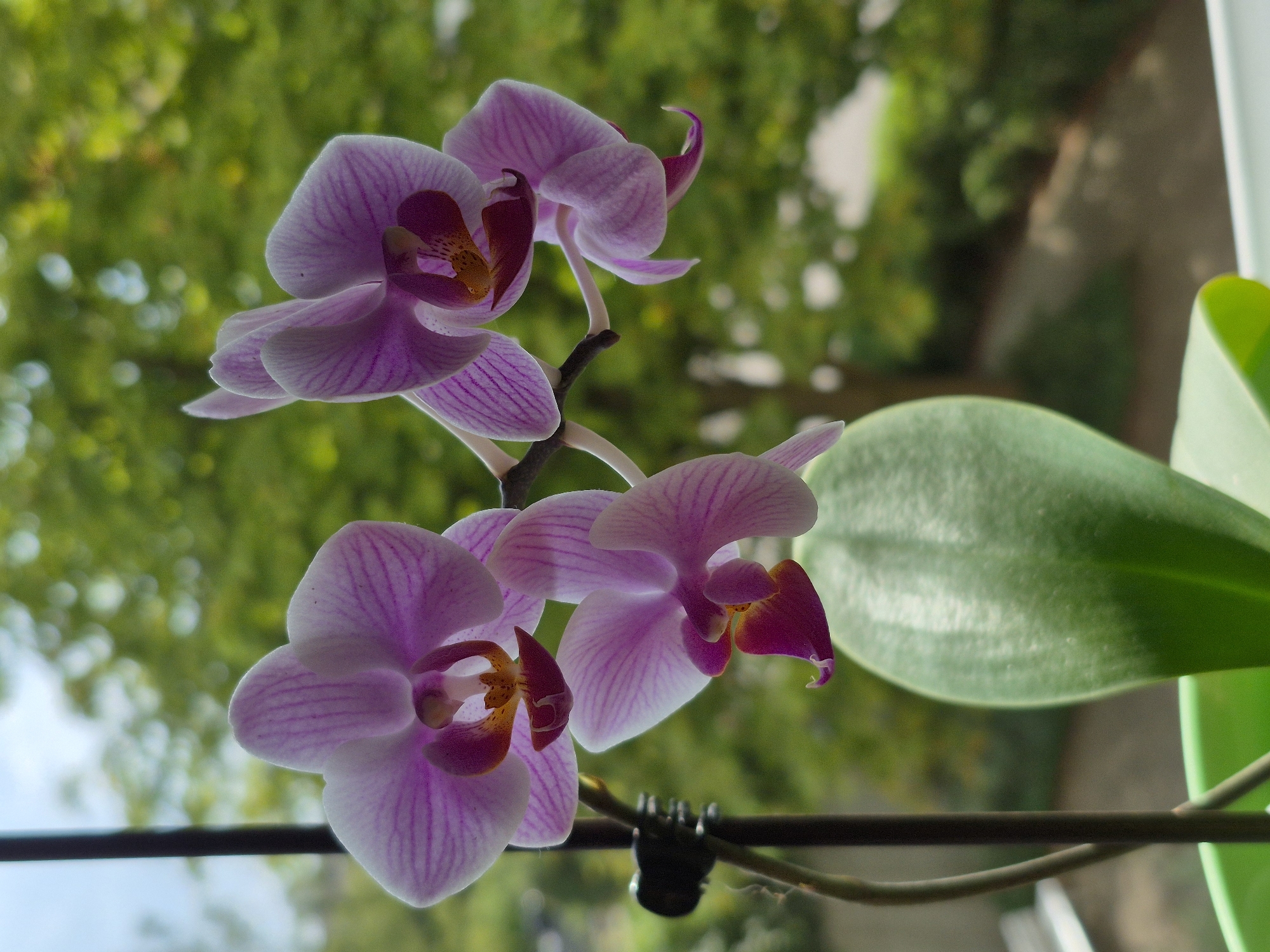A close-up, eye-level, vertical shot captures a cluster of blooming pink and white orchids against a blurred green, outdoor background. The orchids, with their delicate striped petals and vibrant magenta centers, are the primary focus. One large leaf of the orchid plant, a deep green with subtle veins, rests in the lower right quadrant of the frame, contrasting with the brightly colored blooms. A dark vertical stem, part of the orchid's support, runs along the left side of the image, clipping to a black support that is partially visible. The background consists of soft-focus green foliage and hints of a bright sky. The scene is likely set outdoors, possibly on a balcony or near a window, given the interplay of natural light and the visible background elements. The image does not contain any people or specific landmarks that would allow for precise location identification within Schwäbisch Gmünd, Germany, beyond it being an outdoor setting with lush vegetation.