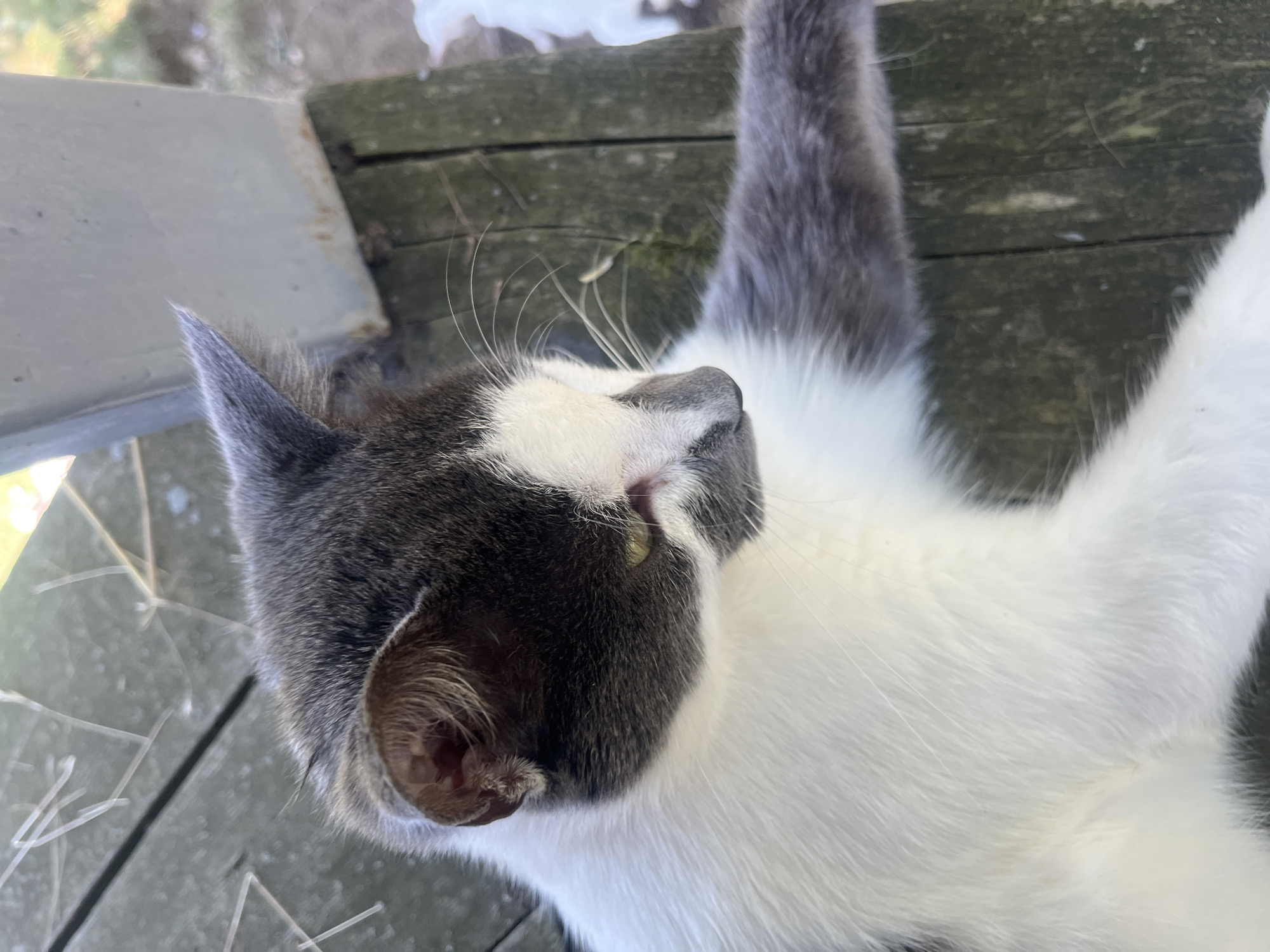 A medium shot shows a grey and white cat lying on wooden planks outdoors, likely in the city of Progress, Russia. The cat is mostly white with grey markings on its head, back, and tail. Its head is turned to the right, and its eyes are partially closed. Its left paw is extended outwards. The wooden planks appear weathered and have visible grain. In the background, out of focus, a white object, possibly another animal, is visible, along with some greenery. The lighting suggests it is daytime, with sunlight casting shadows and highlighting textures.