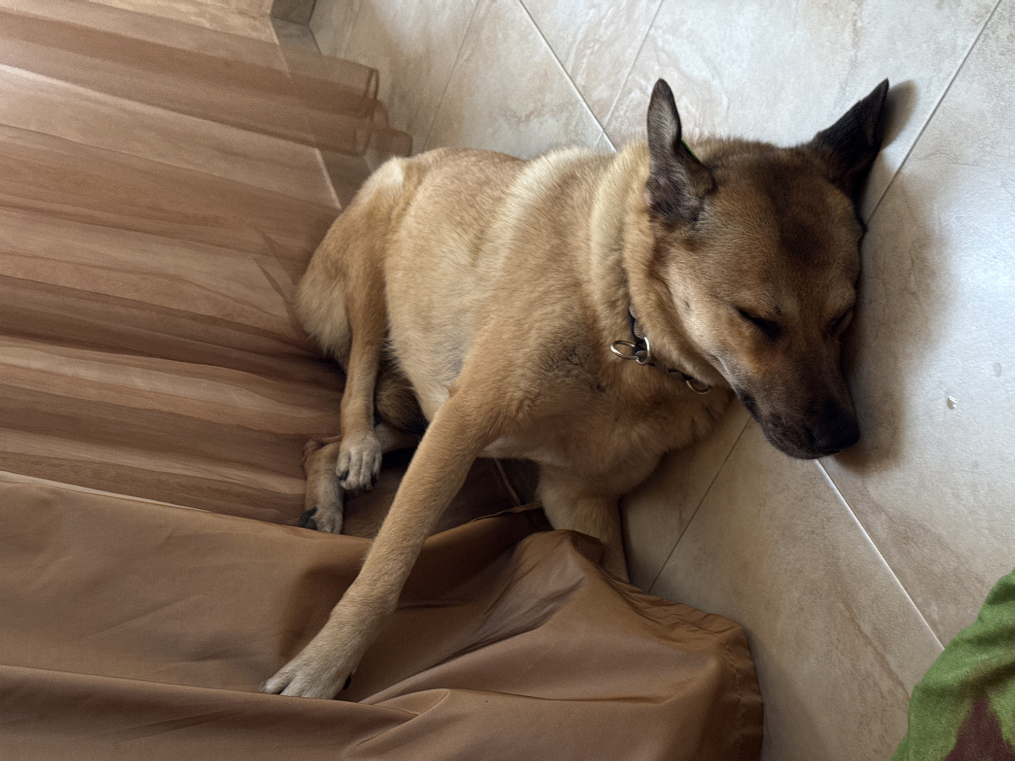 A tan dog is sleeping on a set of wooden stairs covered with a brown cloth. The dog's head is resting against a tiled wall. The dog is wearing a collar with a metal ring. The scene is indoors, likely in a home. The lighting suggests it could be daytime. The dog appears relaxed and comfortable. There are no visible text elements in the image.