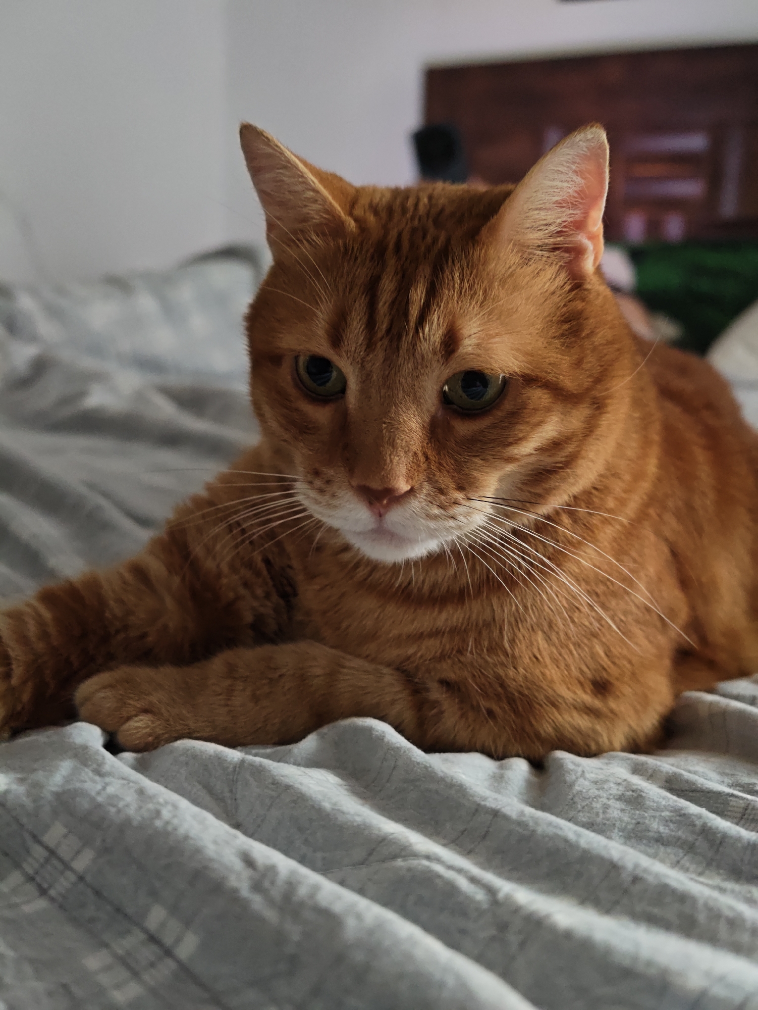An orange tabby cat is lying on a gray, striped blanket. The cat is looking down and to its left, with its paws tucked underneath its body. The background is blurred and appears to be a bedroom with a headboard visible. There is no indication of the specific location in Petah Tikva, Israel.