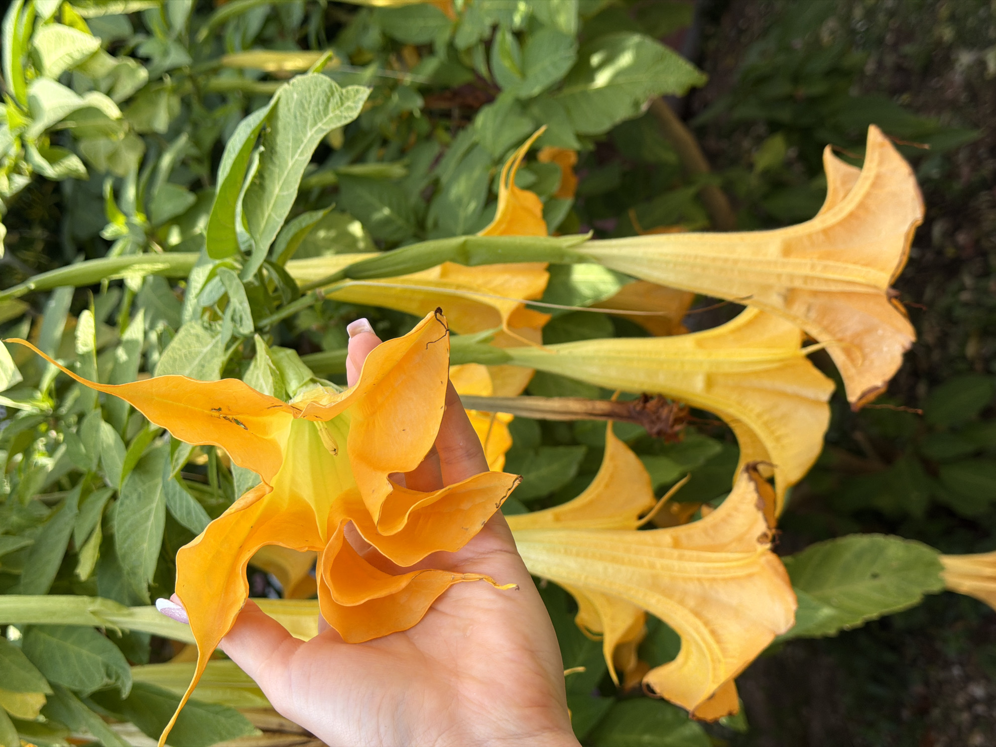 A close-up image shows a person's hand gently cupping a large, vibrant orange and yellow trumpet-shaped flower, likely a Brugmansia or "Angel's Trumpet." The hand has light-toned skin with manicured nails, positioned in the lower-center of the frame, providing scale to the bloom. The flower's petals are a blend of bright orange and yellow, with a ruffled, layered texture.
Several other similar large, pendulous flowers, also in shades of orange and yellow, extend into the background, partially obscured by abundant green foliage. The leaves of the plant are a rich green, appearing lush and healthy, forming a natural backdrop. The lighting is bright and natural, indicating a sunny daytime scene. The image conveys an appreciative interaction with nature, highlighting the beauty and size of the flower. No text is visible in the image. The scene is set outdoors, in what appears to be a garden or natural environment in Budva, Montenegro.