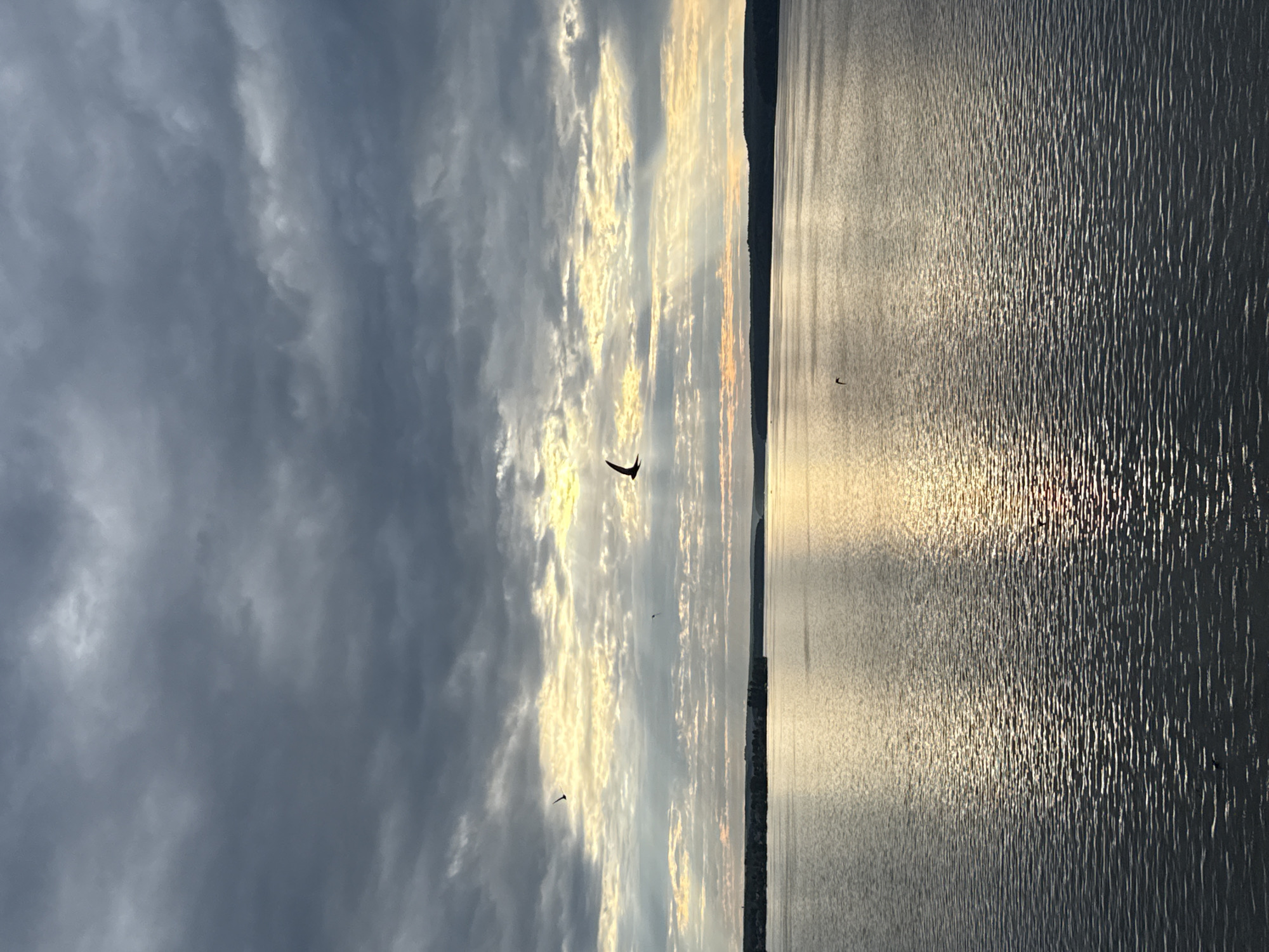 The image depicts a wide, calm body of water, likely the Votkinsk Reservoir in Votkinsk, Russia, under a dramatic, cloudy sky. The sun is breaking through the clouds in several places, casting shafts of light onto the water's surface, creating a shimmering effect. Silhouetted against the brighter patches of sky are several birds in flight, their wings outstretched. The distant shoreline is visible as a dark, undulating line, dotted with trees and suggesting a hilly landscape. The overall mood is serene yet dynamic, with the interplay of light and shadow creating a sense of depth and atmosphere.