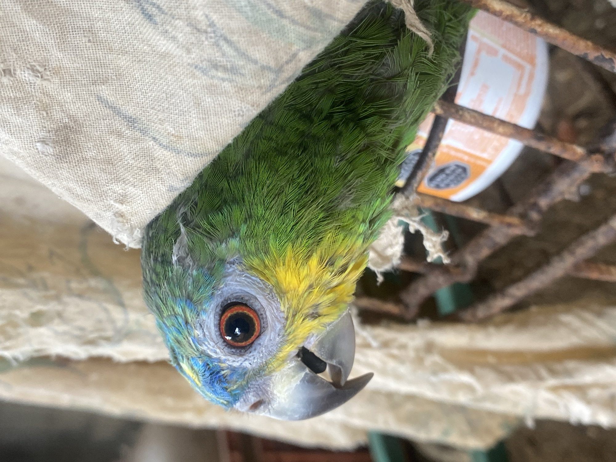 A parrot is hanging upside down, peering into the camera. The bird is mostly green with blue and yellow feathers around its face. Its eye is dark brown with a lighter orange ring. It appears to be inside a rusty cage, with a piece of fabric draped over the top of the cage. The label on the cage suggests the location of Tinaquillo, Venezuela.