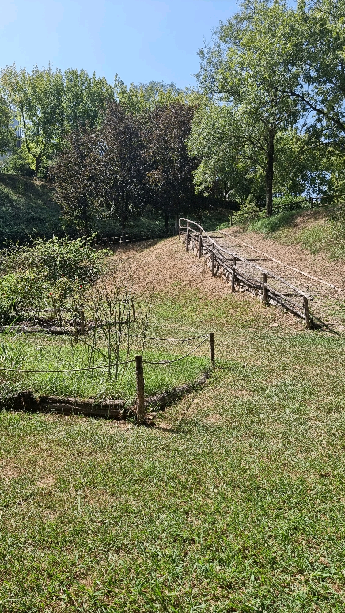 The image depicts an outdoor scene in a park-like setting, likely within the municipality of Sant Joan les Fonts, Spain. A gently sloping grassy hill dominates the right side of the frame, traversed by a rustic wooden fence constructed from logs and branches. The fence follows the contour of the hill, with stone supports visible in places. The ground on the hill is primarily dry grass and soil, suggesting a dry period.
To the left of the hill, the terrain slopes downwards, featuring a more densely vegetated area. This section includes a small garden or cultivated patch, delineated by a rope fence supported by wooden posts. Within this area, there are several thin, bare branches or saplings, along with a bush with green leaves and what appear to be some red flowers or berries. Logs are also used as edging in this lower section.
The background is filled with trees, some with dark foliage and others with vibrant green leaves, indicating a mix of deciduous and possibly evergreen species. The sky above is clear and blue. The overall impression is of a well-maintained natural or semi-natural public space. No people are visible in the image.