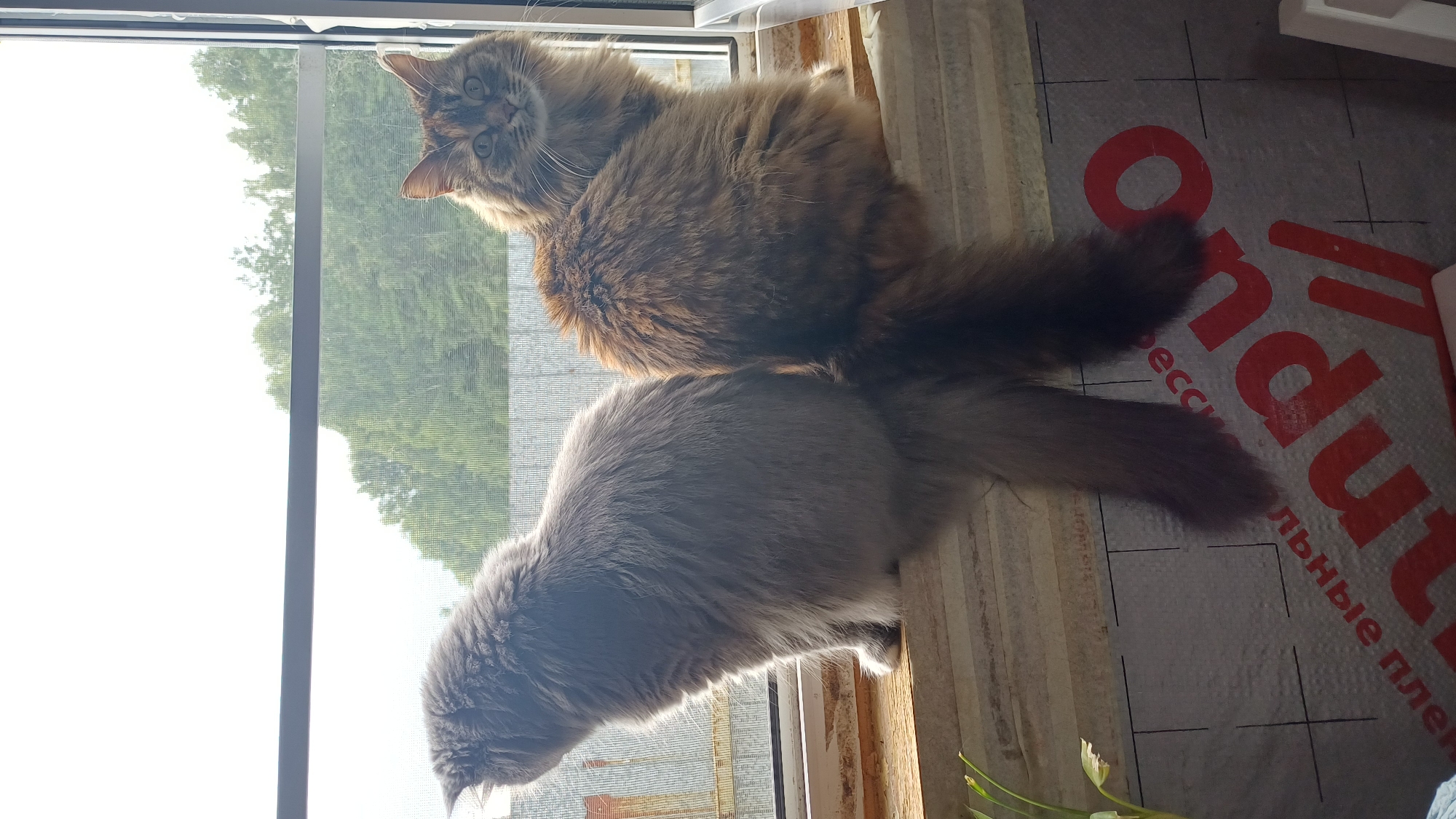 Two fluffy cats are perched on a windowsill, looking out at a wooded area. One cat is gray and facing away from the camera, while the other is brown and orange tabby, facing the camera with wide eyes. The windowsill appears to be made of wood and is covered in a gray, textured material below. The background shows a screen-covered window with trees and a bright sky. The cats are the primary subjects in this outdoor scene.