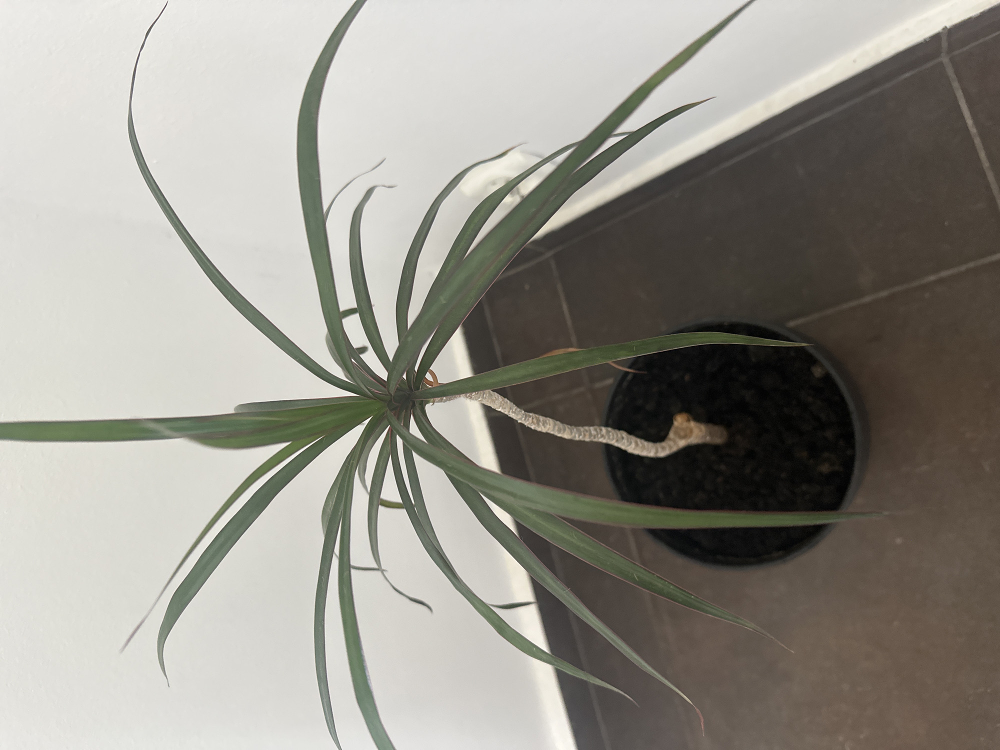 The image shows a close-up, top-down view of a potted dracaena plant, likely a Dracaena marginata, with long, arching, dark green leaves edged with a thin red stripe. The plant has a single, thick, pale brown, woody stem that curves slightly. It is planted in a round, black pot filled with dark, rich soil. The pot sits on a floor with large, dark brown square tiles. To the left and behind the plant, a white wall is visible. The lighting suggests an indoor environment, possibly a home or office. The image does not provide any information about the city of Łódź, Poland, or any people or actions.