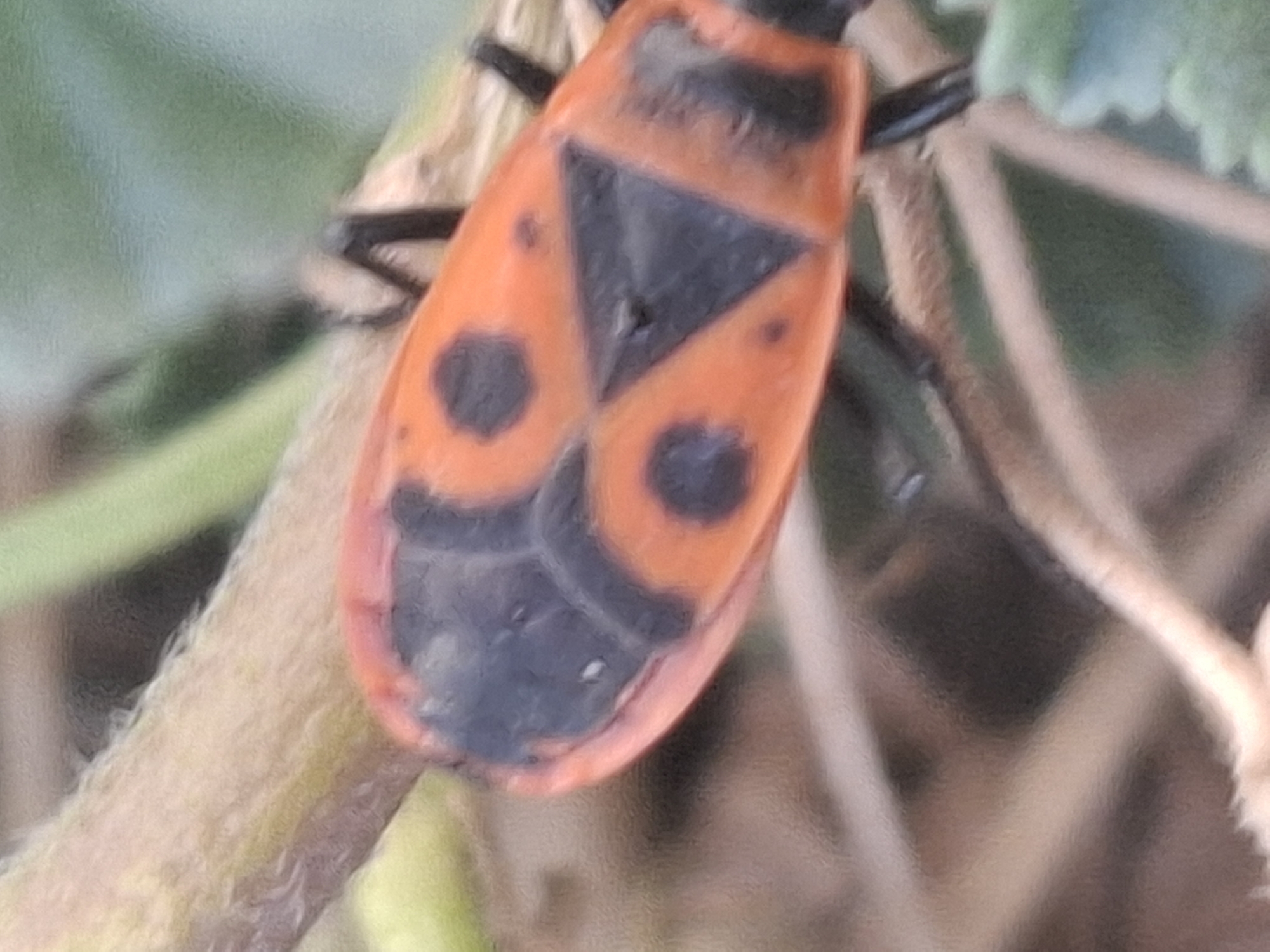 A close-up, slightly blurred, macro photograph shows the brightly colored dorsal side of a firebug (Pyrrhocoris apterus) resting on a thin, fuzzy, light-brown twig. The bug's abdomen is predominantly orange with distinct black markings. These markings include two large, somewhat circular shapes, and a central triangular or shield-like pattern. The texture of the bug's exoskeleton appears somewhat segmented. The twig is positioned diagonally across the frame, with a blurry green background suggesting foliage or other vegetation. The overall lighting appears natural, possibly outdoors. There is no identifiable location within the city of Almaty, Kazakhstan, nor any indication of human activity.