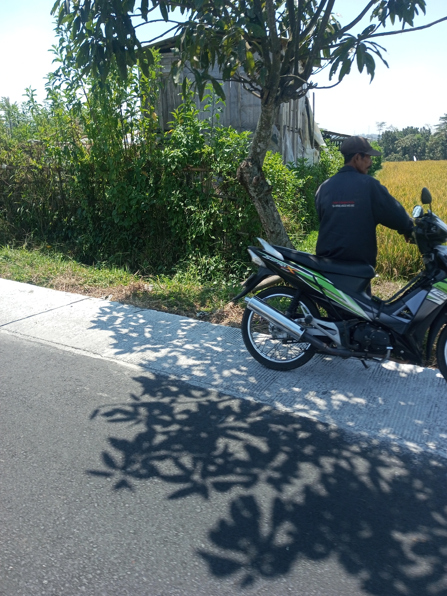In Purwosari Klampok, Indonesia, a person wearing a dark long-sleeved shirt and a brown cap is seated on a black and green motorcycle. The motorcycle has a silver exhaust pipe and the word "SUPRA" is visible on its tail. The person is facing away from the camera, with their right hand on the handlebar. The motorcycle is positioned on a paved surface next to a concrete sidewalk. Lush green foliage borders the sidewalk, with a tall, thin tree to the left of the motorcycle. Beyond the foliage, a field of yellow, likely rice paddies, extends into the distance, with trees visible on the horizon under a clear blue sky. The shadow of the tree branches is cast across the paved surface in the foreground.