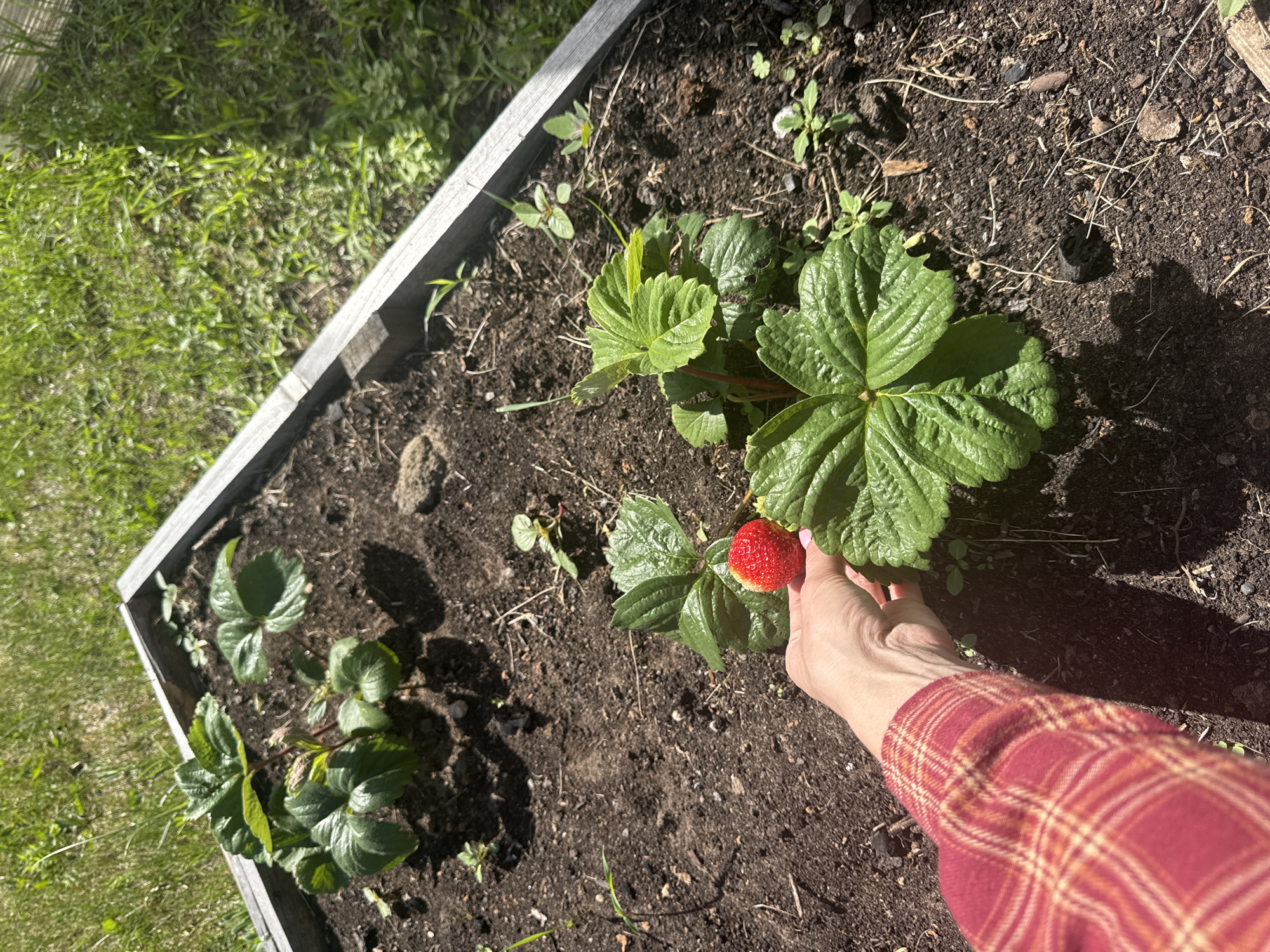 In a raised garden bed in the city of Olkhovka, Russia, a person's hand, adorned with pink nail polish, is shown reaching for a ripe red strawberry. The hand is clad in a red and yellow plaid shirt. The strawberry plant has vibrant green leaves. The soil is dark and rich, with scattered debris. The surrounding area is covered in lush green grass. The scene is illuminated by natural sunlight.