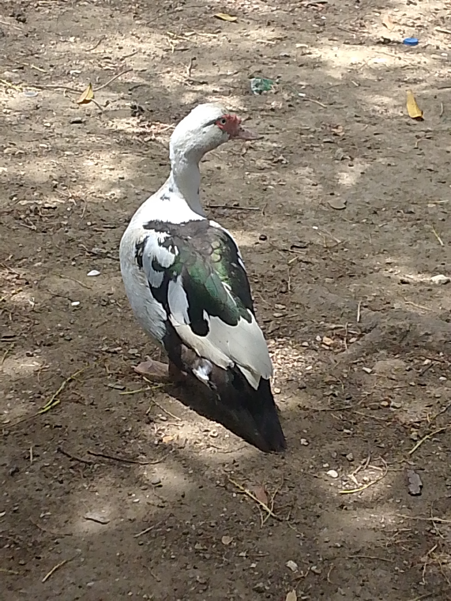 A Muscovy duck stands on dirt ground. The duck is white with black and green markings. The location is likely in the city of Juan Griego, Venezuela.