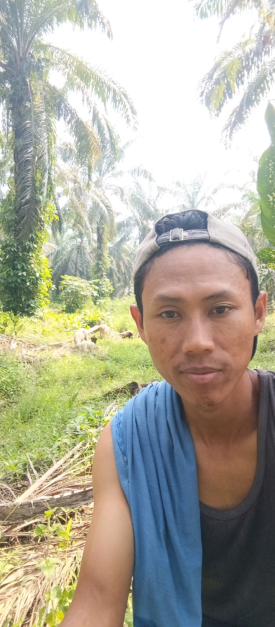 A person wearing a gray baseball cap and a blue cloth draped over their shoulder is in the foreground of this outdoor image. They are looking directly at the camera. The background shows a dense area of palm trees, indicating a tropical or subtropical environment. In the middle ground, several pigs are visible in a grassy area. The lighting suggests it is daytime, with bright sunlight, possibly mid-morning or early afternoon. The overall scene appears to be rural, likely an agricultural area, possibly a farm or plantation, in Bangun Purba Barat, Indonesia.