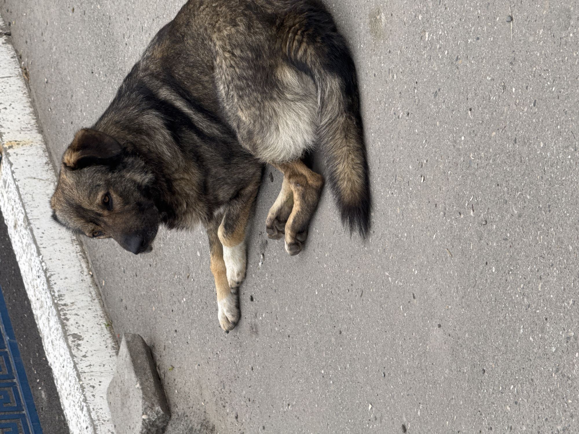 A medium-sized, shaggy-haired dog with brown and black fur lies on a grey asphalt surface. The dog is facing left, with its head turned slightly away from the camera. Its front paws are white, and its back legs are tucked underneath its body. The dog's tail is bushy and extends to the right. In the background, there is a white and grey concrete curb with a blue metal fence behind it. A small, grey concrete block is on the curb to the left. The scene appears to be outdoors, possibly on a street or sidewalk.