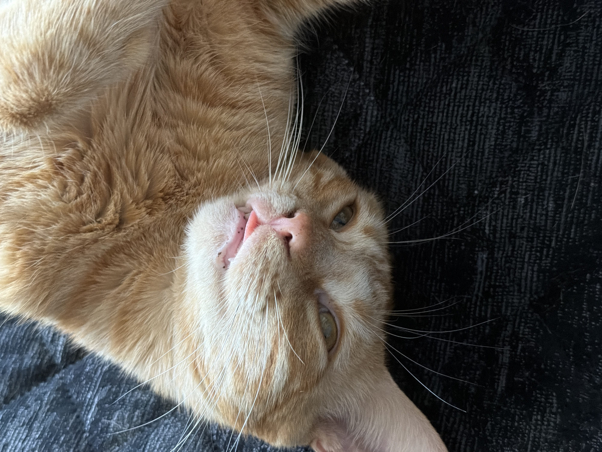 An orange tabby cat is lying on its back on a dark, textured surface, likely a sofa or blanket. The cat's eyes are partially open and its mouth is slightly ajar, with its pink tongue visible. Long white whiskers fan out from its muzzle. The cat's fur is a light orange with faint tabby markings. The background is a dark, charcoal-colored material with a visible woven texture. The scene is a close-up, low-angle shot focused on the cat's face and upper body. There are no people or other animals visible in the image. The location in Varna, Bulgaria is not discernible from the image content.