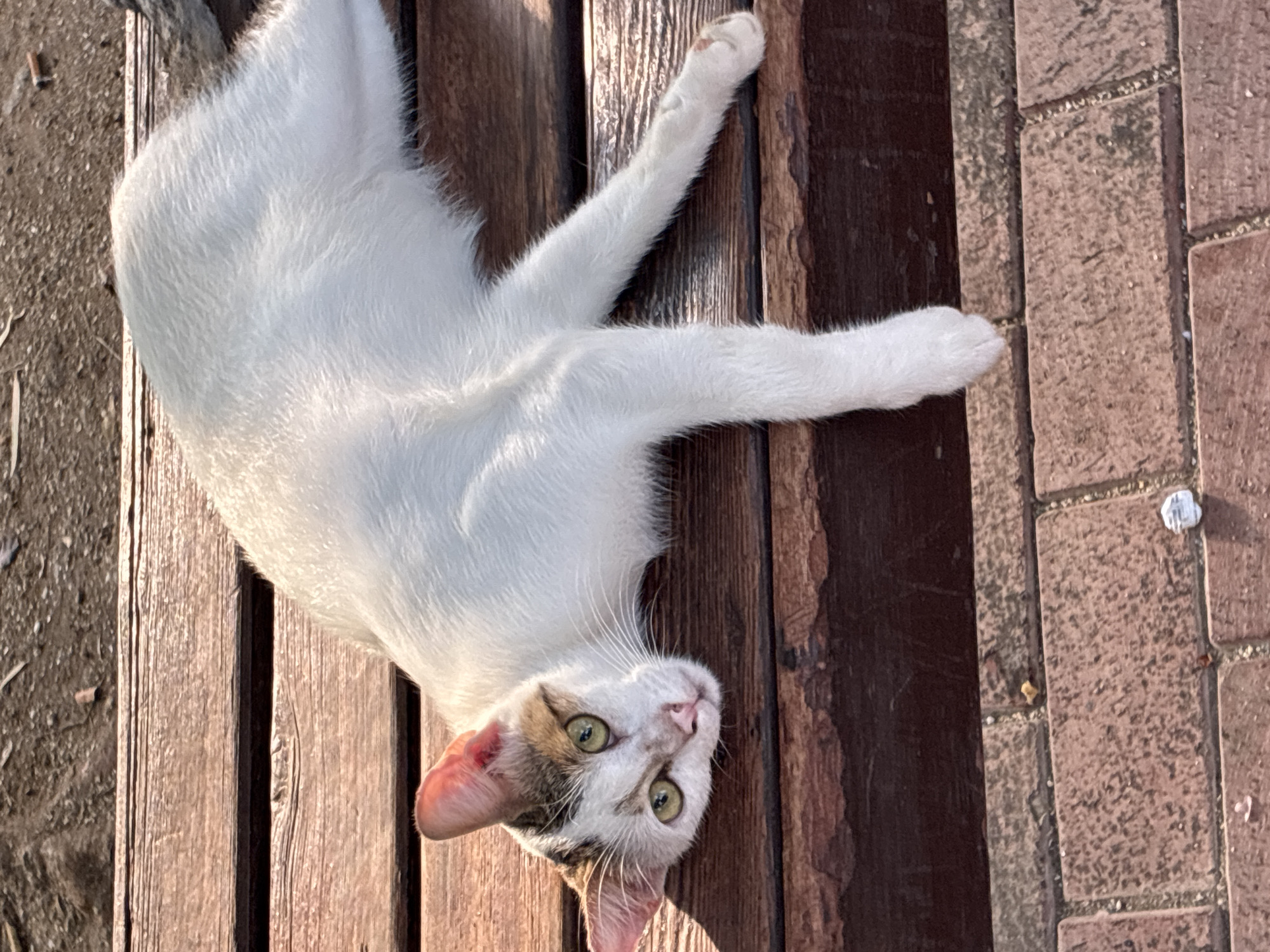 A white cat with brown and grey markings on its head is lying on a wooden bench, looking at the camera. The cat's eyes are green, and it has pink ears. The bench is made of wooden planks, and in the background, there is a dirt area with some dry leaves. The ground in front of the bench is paved with red bricks. The scene appears to be outdoors, possibly in a park or public area in Alanya, Turkey, indicated by the sunlight casting shadows and the general ambiance of a warm climate. There are no people visible in the image.