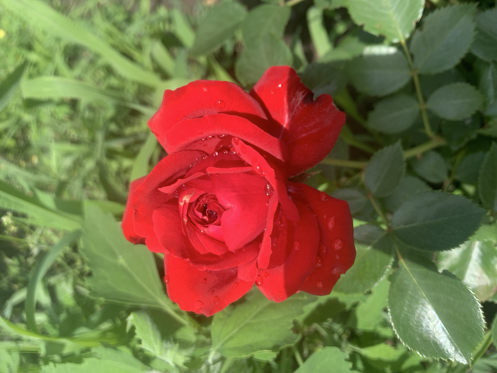 A close-up, overhead shot captures a vibrant red rose in full bloom, its petals glistening with droplets of water. The rose is positioned in the center of the frame, surrounded by lush green foliage. The background consists of blurred green leaves and tall blades of grass, suggesting an outdoor garden setting. Sunlight illuminates the scene, highlighting the textures and colors of the rose and its surroundings. The image is sharp and detailed, focusing on the delicate beauty of the flower.