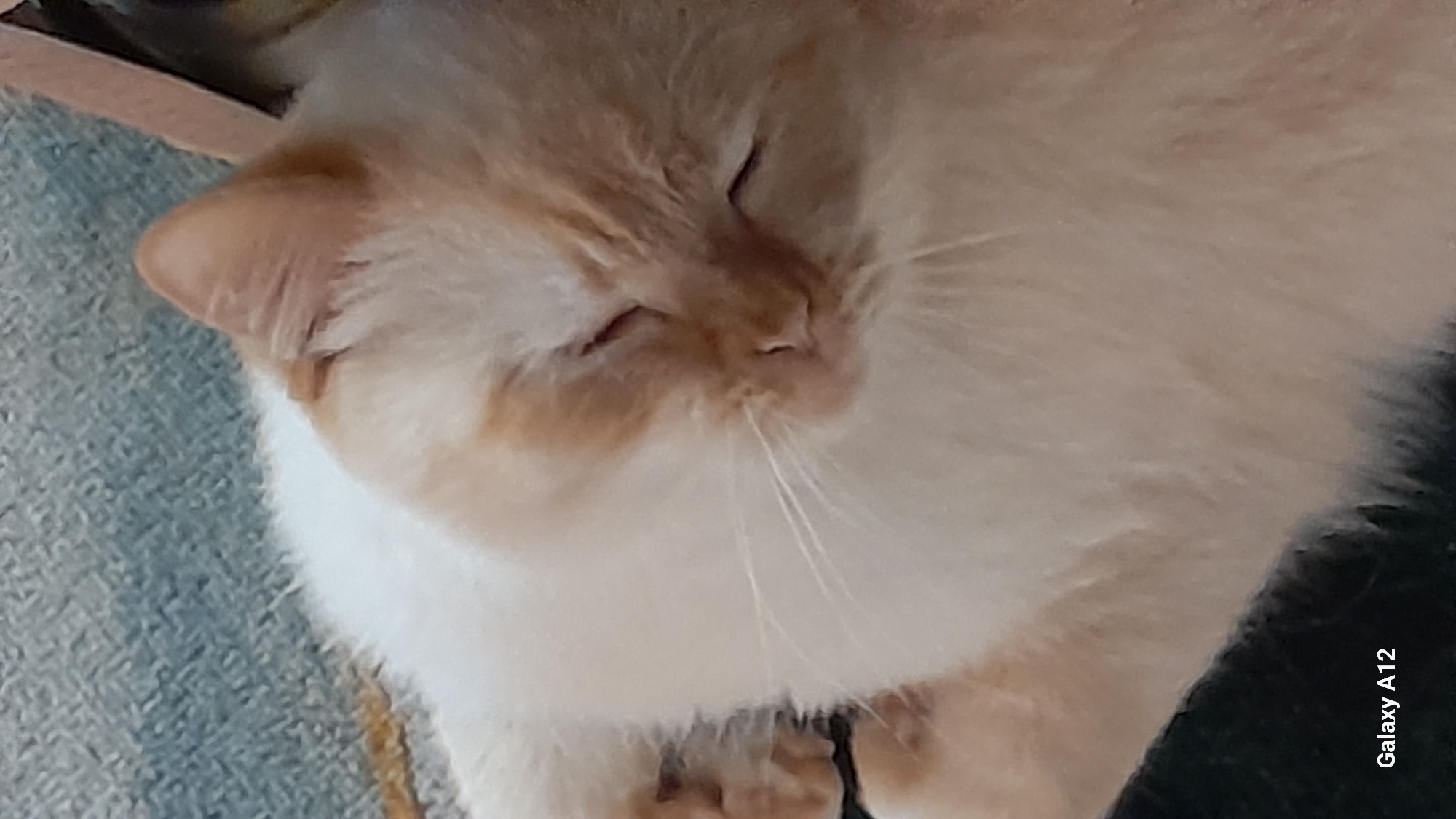 The image shows a close-up of a cream-colored cat with light orange markings on its face and ears, resting its head on a textured surface that appears to be a rug or blanket. The cat's eyes are closed, suggesting it is asleep or relaxed. The background is out of focus, but appears to be a mottled blue and grey pattern. In the bottom left corner of the image, the text "Galaxy A12" is visible, indicating the device used to capture the photo. There is no identifiable location in the city of Марковский, Russia, within the image.