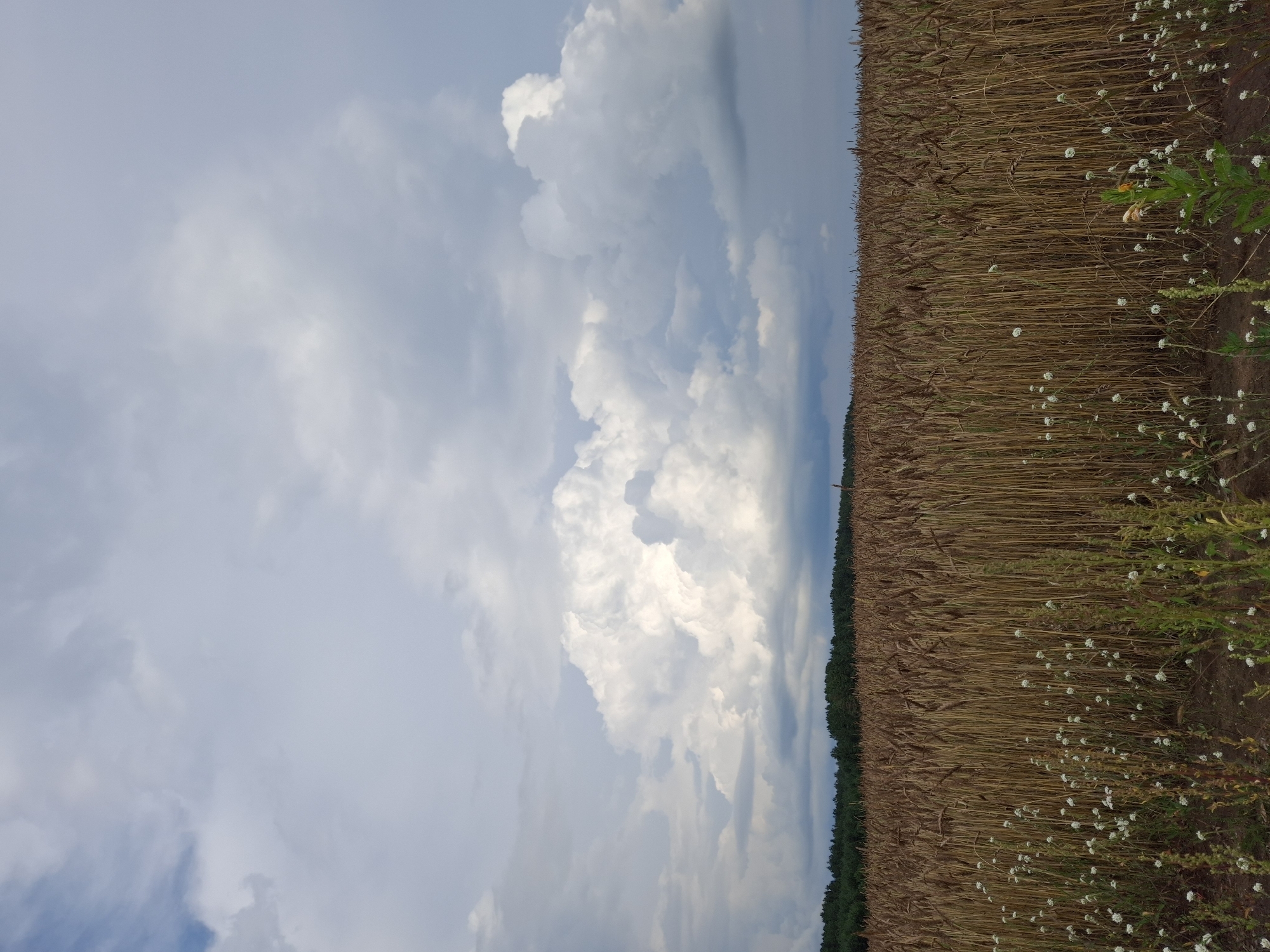 The image depicts a field of ripe wheat under a dramatic sky. The wheat stalks, a golden-brown color, fill the foreground and midground, stretching towards a distant line of trees. Small white wildflowers are scattered at the base of the wheat. The sky is dominated by large, billowing cumulus clouds, some illuminated brightly by the sun, others casting shadows. The scene appears to be located in a rural area, likely Plishkino, Russia, given the prompt. There are no people or animals visible in the image.