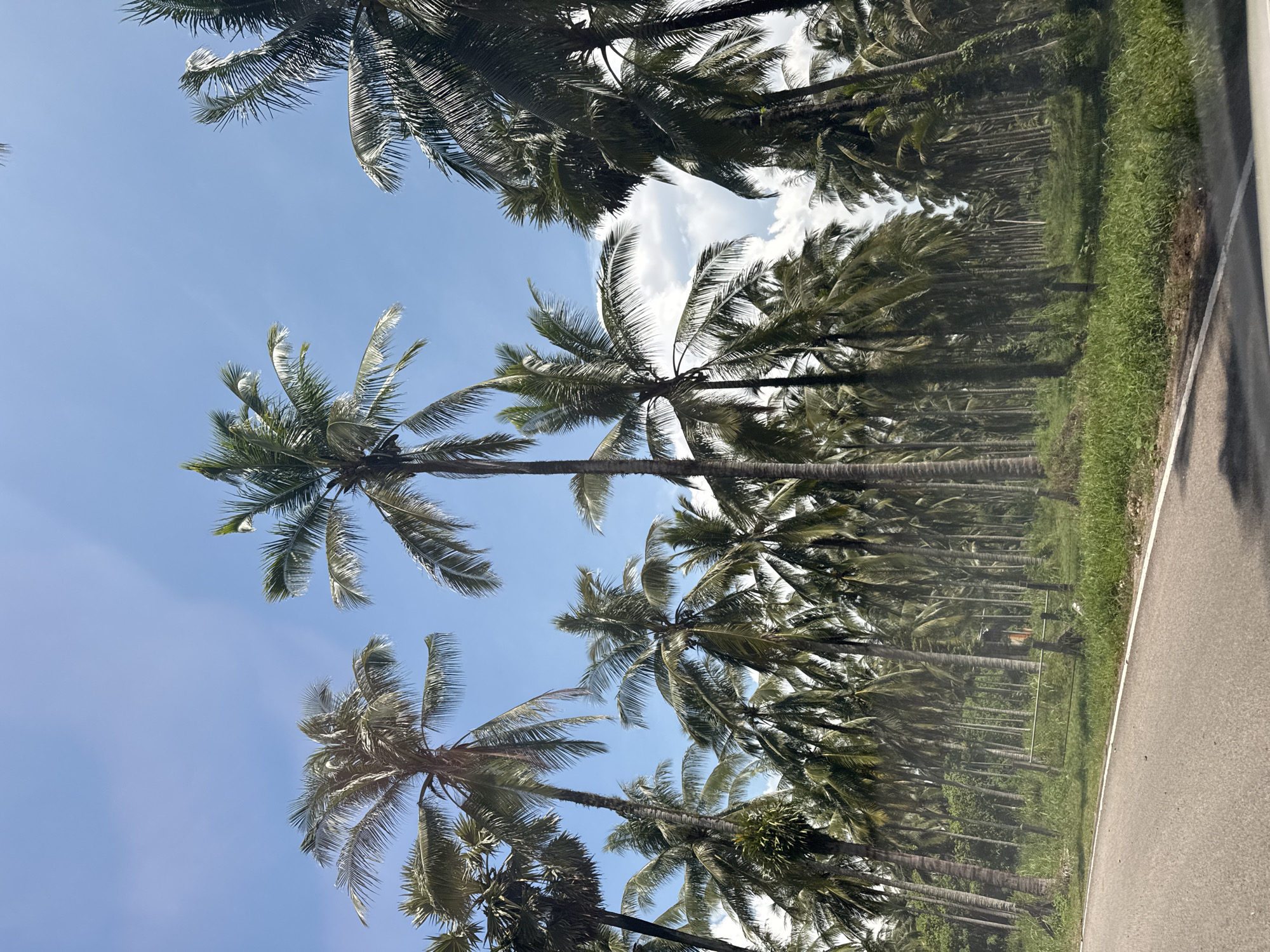 An outdoor, eye-level, vertical shot shows a dense forest of palm trees with a clear blue sky and scattered white clouds above, as well as a paved road in the foreground. The road, which is gray with a white line on its right side, runs from the bottom left corner of the frame towards the right. Adjacent to the road, on the right side, is a strip of green grass, followed by a field of lush green grass with some small plants. A wire fence with wooden posts is visible in the middle ground, separating the grassy area from the palm forest. The palm trees, with their tall, slender trunks and fronds, are the dominant subject. They are closely packed, creating a dense canopy that extends into the background. The lighting suggests it is daytime, with sunlight filtering through the leaves and creating some shadows. The scene is likely located in a tropical or subtropical region, possibly in the city of Ban Khuk Khak, Thailand, known for its coastal landscapes and palm plantations. There are no people or animals visible in the frame.