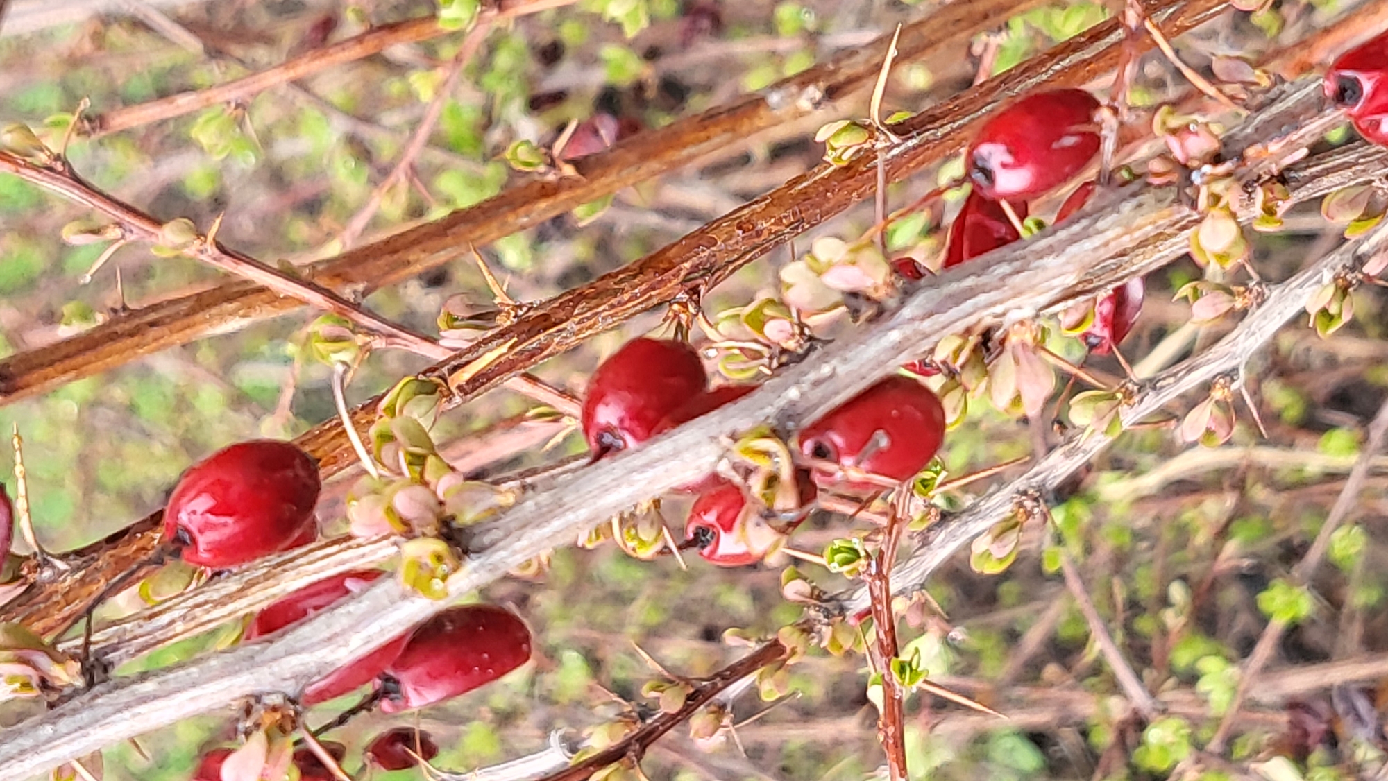 This close-up image shows several thorny branches of a plant, adorned with numerous bright red, oblong berries. The woody branches are brown, varying in thickness, and feature sharp, pointed thorns protruding at various angles. Small, light green to yellowish-brown buds or nascent leaves are visible along the branches, indicating new growth, possibly in early spring or late winter.
The vibrant red berries are plump and have a glossy surface, reflecting some light. They are scattered along the branches, some appearing to grow directly from the wood or on very short stems. Each berry has a small, dark, dried remnant at one end. The background is softly blurred, showing a diffuse mix of greens and browns, suggesting an outdoor natural environment. The lighting indicates it is daytime. There are no people, visible text, or specific activities taking place, just a static display of the plant's features. The overall scene conveys a natural, botanical setting in Chaikovsky, Russia.
