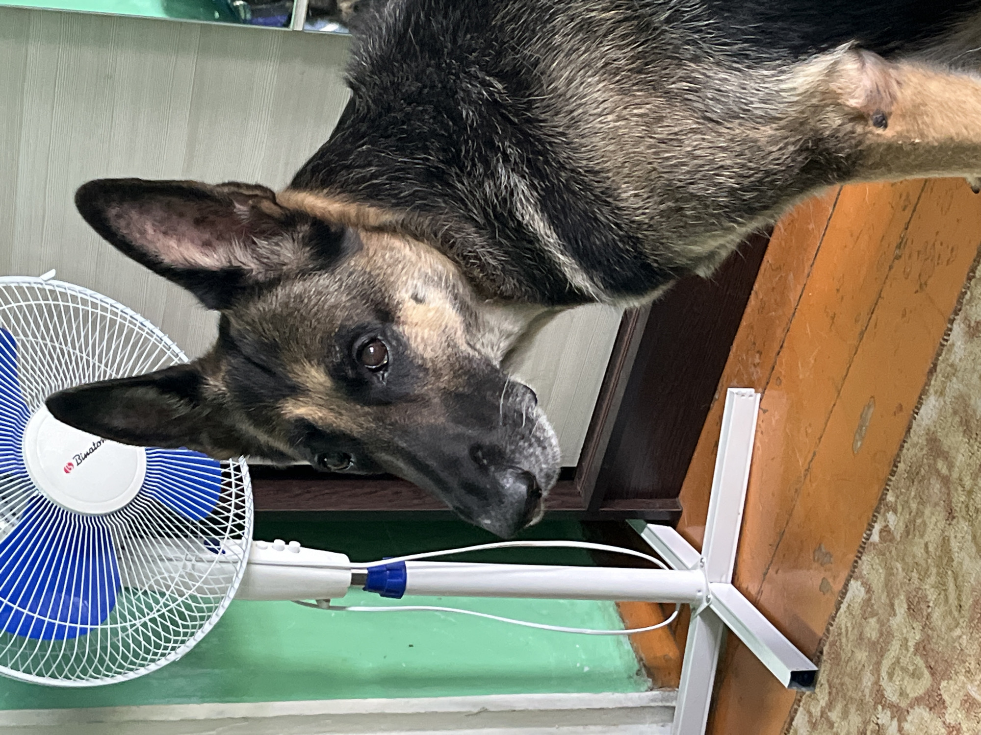 A German Shepherd dog stands indoors next to a white floor fan with a blue grill. The dog is facing left with its head turned slightly towards the camera. The background consists of a green wall on the left, a dark brown door or cabinet to the right, and wooden flooring with a rug in the foreground. The scene appears to be a domestic setting in Nizhny Tagil, Russia.
