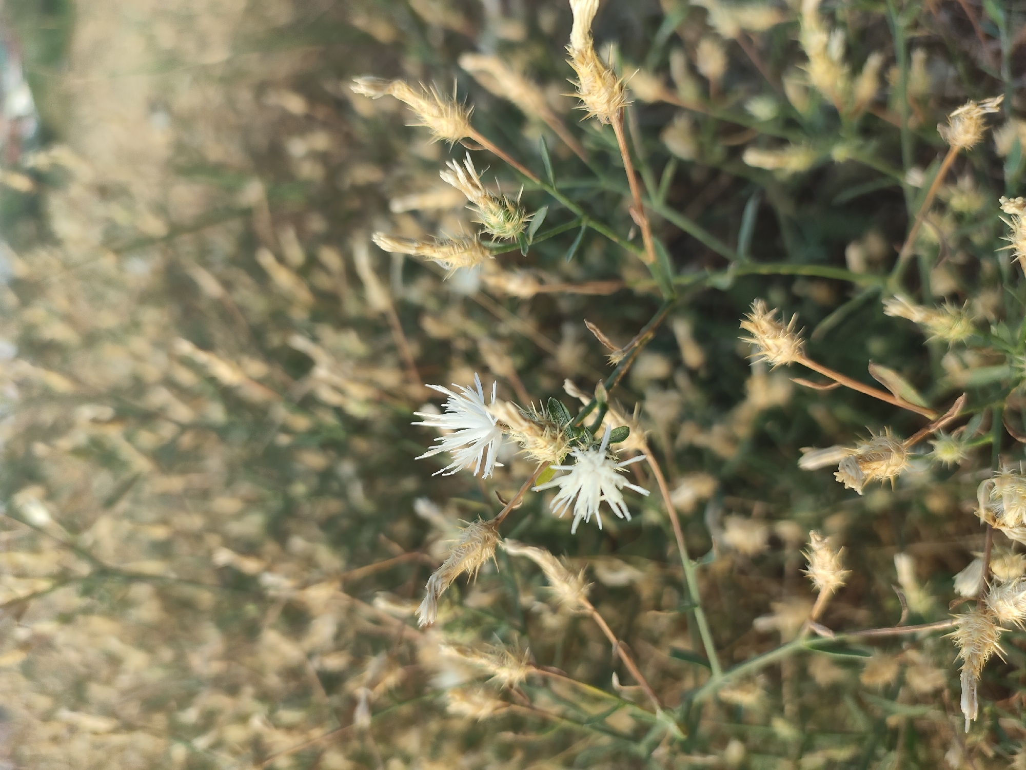 The image shows a close-up view of a plant with small white flowers and dried seed heads. The background is blurred, suggesting a natural environment, possibly a field or roadside. There are no people or specific landmarks visible in the image. The lighting indicates it might be daytime, possibly late afternoon due to the warm tones. The location in Makhachkala, Russia, cannot be determined from the visual information provided in the image.