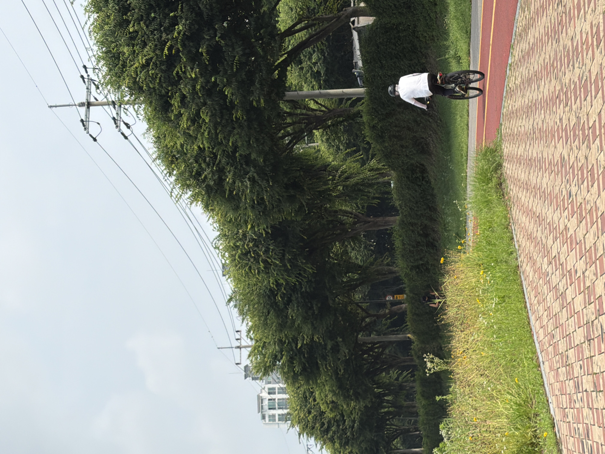 This image depicts a paved pathway adjacent to a grassy area with yellow wildflowers, leading towards a red bike lane. A person wearing a white shirt, dark pants, and a helmet is cycling on the bike lane away from the viewer. In the background, a row of trees with dense green foliage forms a visual barrier, behind which a modern, multi-story building with numerous windows is visible. Overhead, power lines and a utility pole are present against a hazy sky. The scene is consistent with an urban park or recreational area in Dongducheon-si, South Korea.
