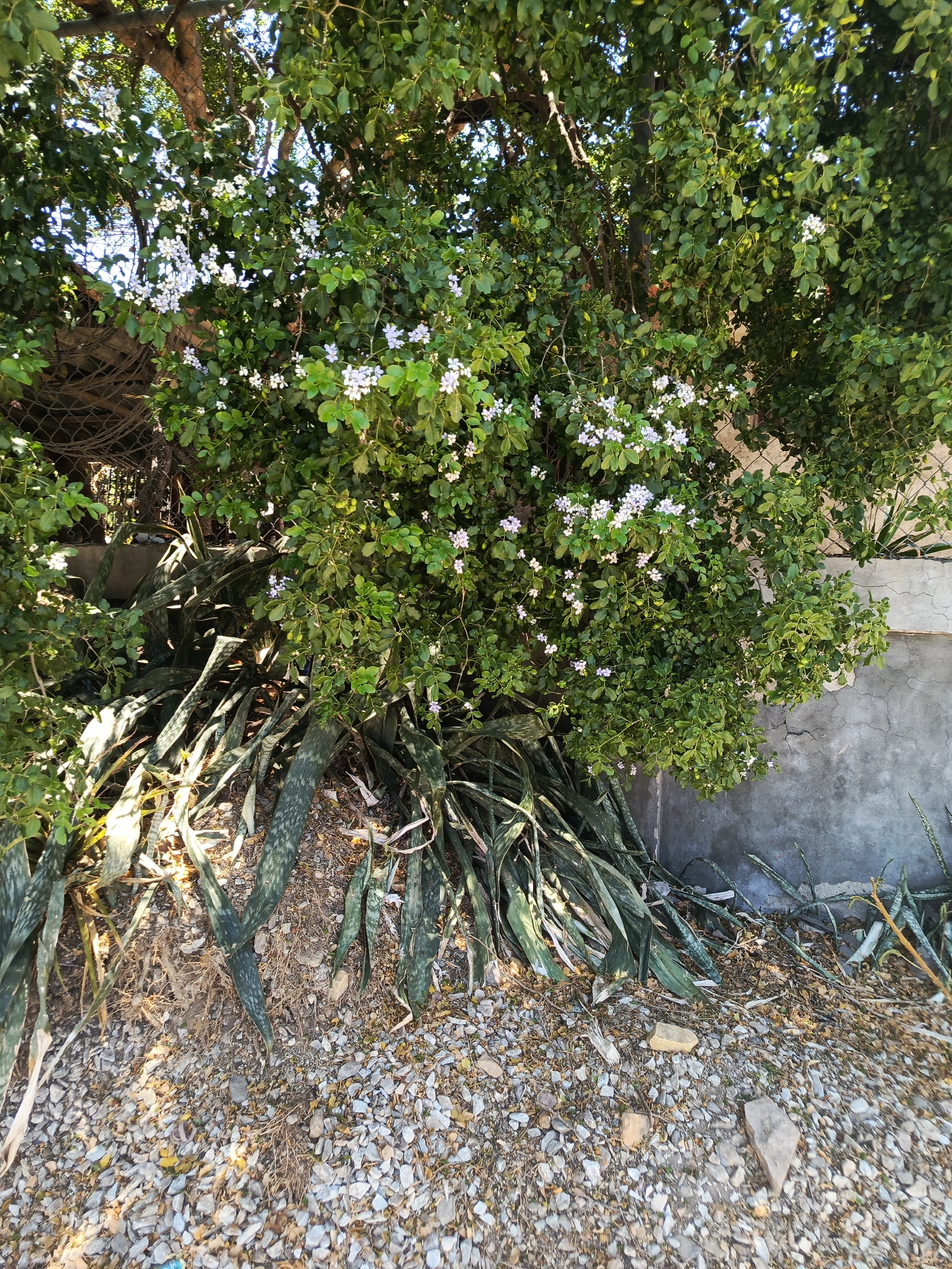 This outdoor photograph captures a dense array of vegetation under bright sunlight, likely in Juan Griego, Venezuela. The scene features a prominent flowering bush with numerous small, pale purple or white blossoms, its vibrant green leaves dominating the midground. Behind and above this bush, the canopy of a larger tree with lush green foliage is visible, with sunlight filtering through its leaves.
In the lower half of the image, the ground is covered with light-colored gravel and scattered dry leaves. Growing from this ground, and partially obscured by the flowering bush, are several long, sword-shaped leaves characteristic of snake plants (Sansevieria). Some of these leaves appear dried or wilting at their tips.
In the background, a worn chain-link fence is visible on the left side, partially covered by the foliage. To the right, a concrete wall, exhibiting cracks and weathering, forms a boundary. A few small plants are seen growing at the base of this wall. The strong sunlight casts distinct shadows, indicating a clear, bright day. There are no people visible, nor any discernible text in the image. The overall impression is one of untamed nature thriving near human structures.
