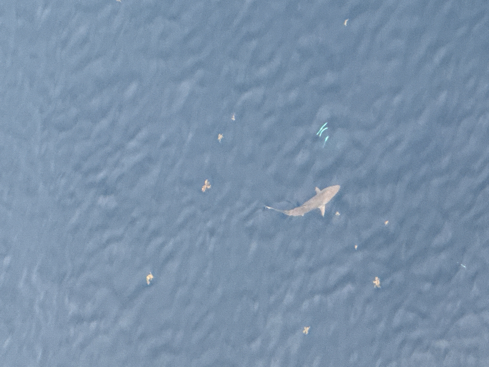 A grey shark swims through a body of water. There are clusters of small, yellowish objects scattered around it and some bright, curved streaks of light above. The location is Unknown, Unknown.