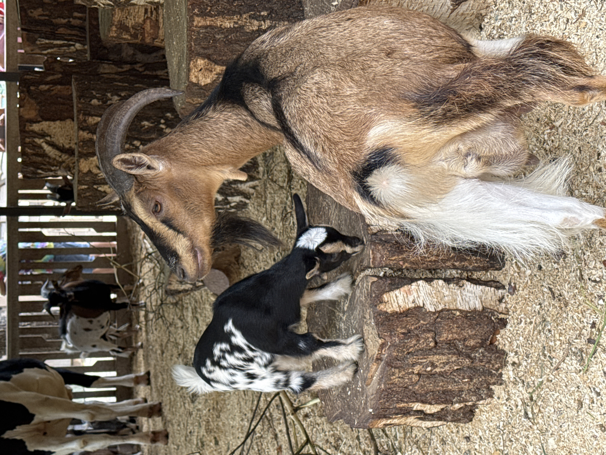 The image depicts a group of goats in an outdoor enclosure, likely a petting zoo or farm. In the foreground, a large, tan-colored goat with black markings and curved horns is positioned to the right, facing left. To its left, a young, black and white spotted goat stands on a wooden stump, its head lowered as if eating or examining something on the stump. In the background, other goats can be seen, including a black, white, and brown spotted goat standing further back, and the legs of a large, black and white cow or goat are visible on the far left. The ground is covered with wood shavings and some stray branches. The enclosure features wooden fencing and large, stacked tree stumps serving as platforms or seating. The overall impression is of a natural, rustic environment. There is no information that can be used to identify the location in the city of Novosibirsk, Russia.