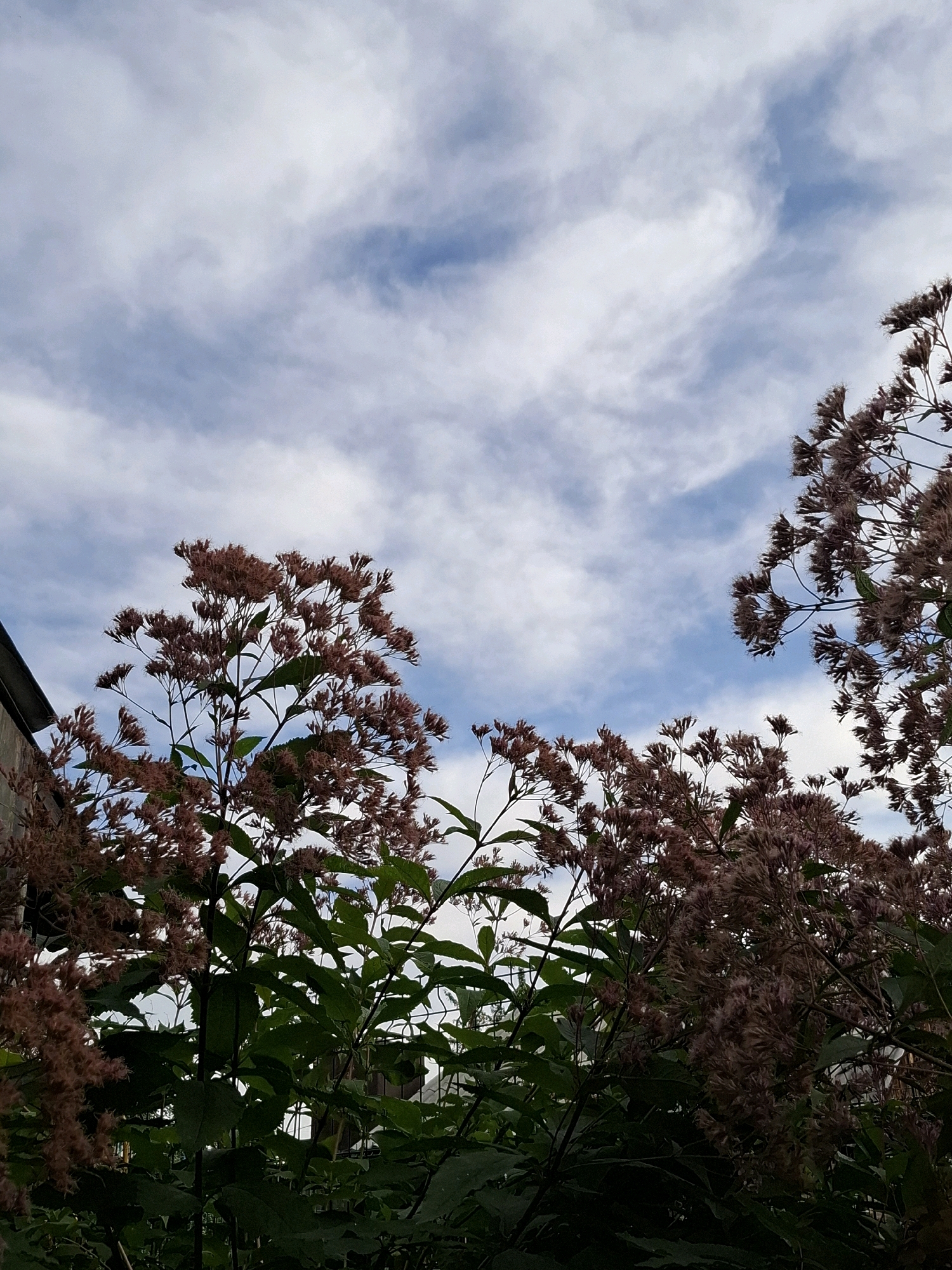 The image shows a low-angle view of tall, feathery, reddish-brown seed heads of a plant, likely Joe-Pye weed, against a cloudy sky. The plants are dense and leafy in the foreground, with some of the seed heads reaching up towards the sky. On the left side of the image, the edge of a building, possibly a residential building, is visible. The sky is a pale blue with wispy white clouds. The scene appears to be an outdoor natural setting within an urban environment, potentially in Tyumen, Russia, given the context. There are no people or animals visible in the image. The overall impression is one of late summer or early autumn flora in an urban landscape.