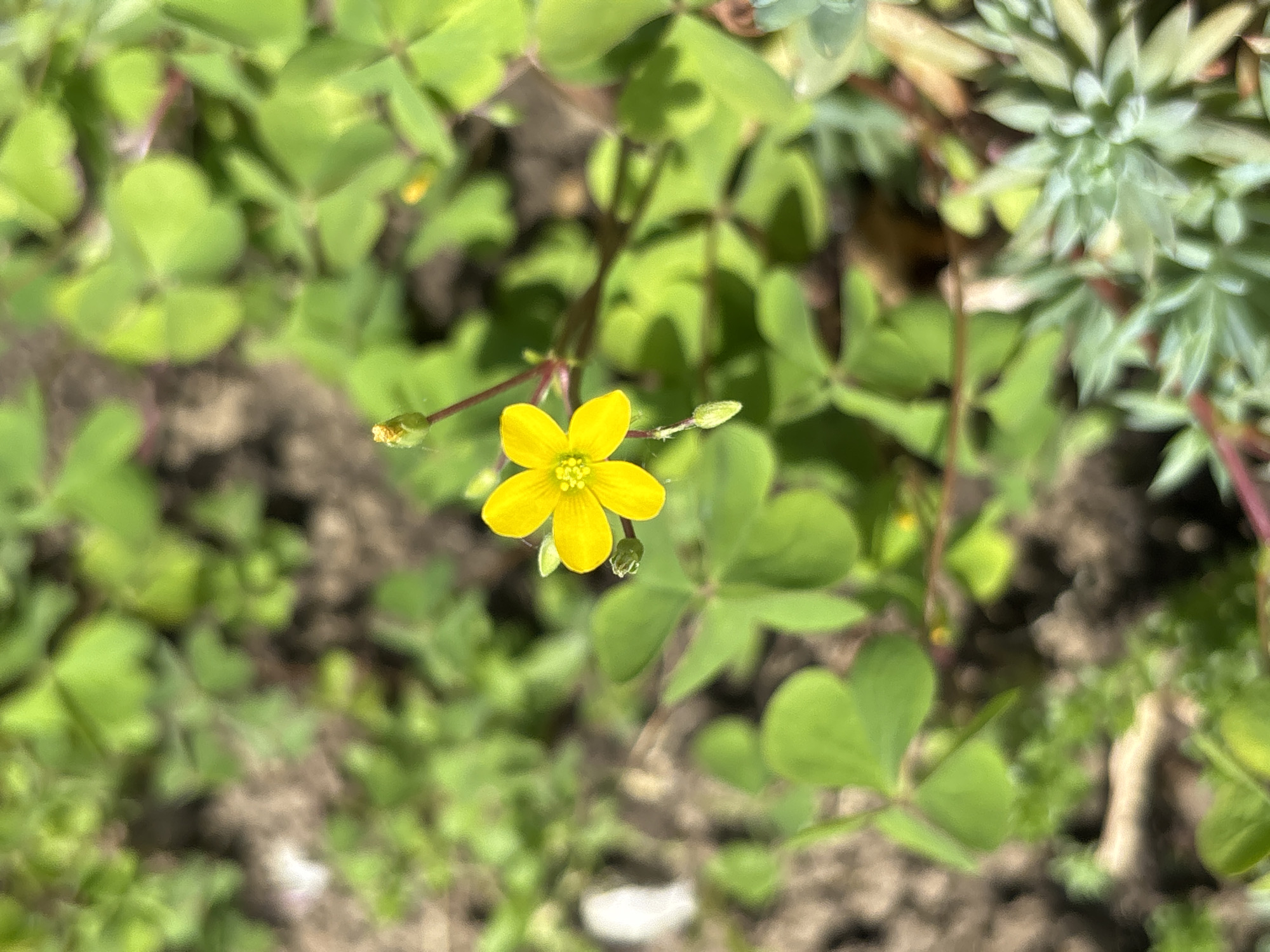The image shows a close-up of a yellow flower with five petals surrounded by green clover-like leaves. The flower is in focus, while the surrounding foliage and the ground appear blurred. A succulent plant is visible in the upper right corner of the frame. The location in the city of Aidemir, Bulgaria is not confirmed based on the provided image alone. The scene depicts a natural environment with plants. There are no people, objects, or actions visible beyond the flora.