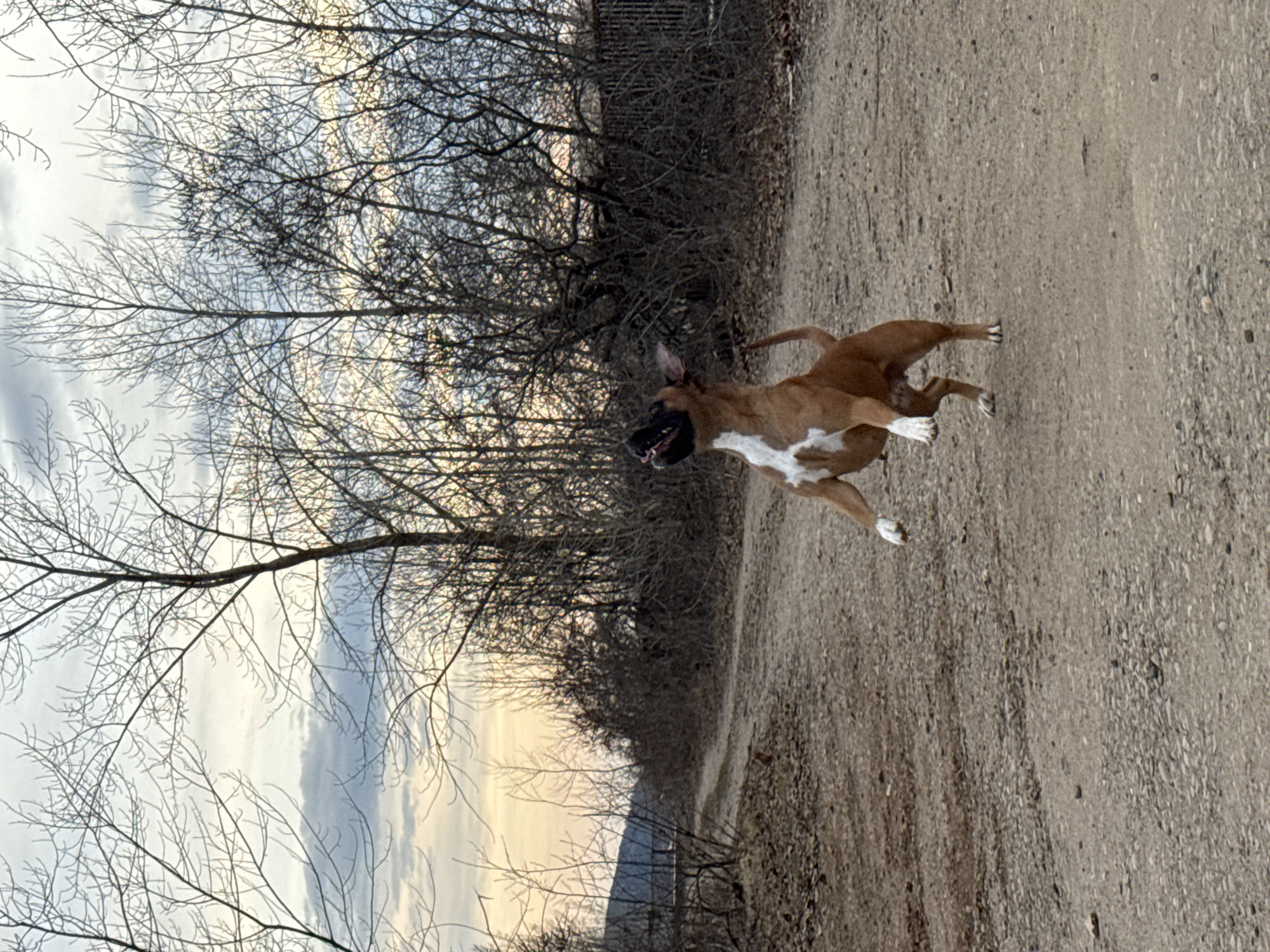 A medium-sized, brown and white dog is running diagonally across a dirt path. The dog has its mouth open and appears to be in motion. The path is lined with bare trees and shrubs on the left side of the frame, with a distant glimpse of what might be a structure or fence. The sky is visible through the branches, with a mix of clouds and a hint of sunset colors. The overall lighting suggests it is either early morning or late afternoon. There is no evidence to indicate this photo was taken in Chaikovsky, Russia.