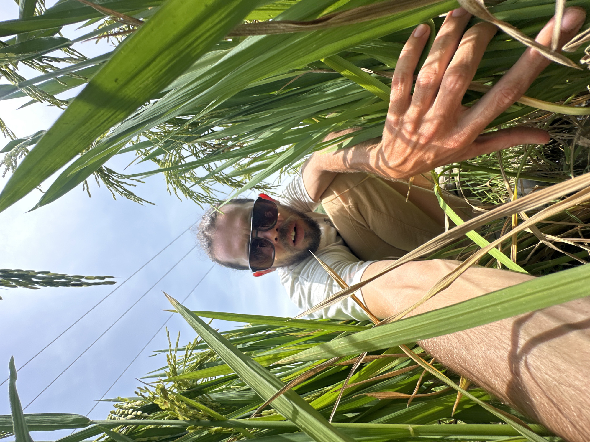The image presents a low-angle perspective of a man situated within a dense field of tall, green plants, strongly indicative of a rice paddy in Duong Quy, Vietnam. The bright, clear blue sky dominates the upper background, signaling a sunny daytime.
A medium-skinned man, with facial hair and wearing sunglasses, a white t-shirt, and light brown pants, is the primary subject. He appears to be squatting or kneeling amidst the foliage, looking directly towards the camera with a relaxed, slightly open-mouthed expression. His right hand is visible, extended into the plants, suggesting interaction or inspection of the crops. Parts of his right arm and left leg are also discernible through the leaves.
The surrounding plants feature long, slender, vibrant green leaves, some displaying lighter striations due to sunlight. Abundant clusters of small, green to yellowish-green grain heads, characteristic of rice plants bearing grains, are intermingled with the leaves. Some drier, browner plant material is also present. Thin, dark lines, possibly power or communication wires, are faintly visible against the sky in the upper left, hinting at nearby infrastructure. The scene portrays an individual deeply immersed in or observing an agricultural environment under clear weather conditions.