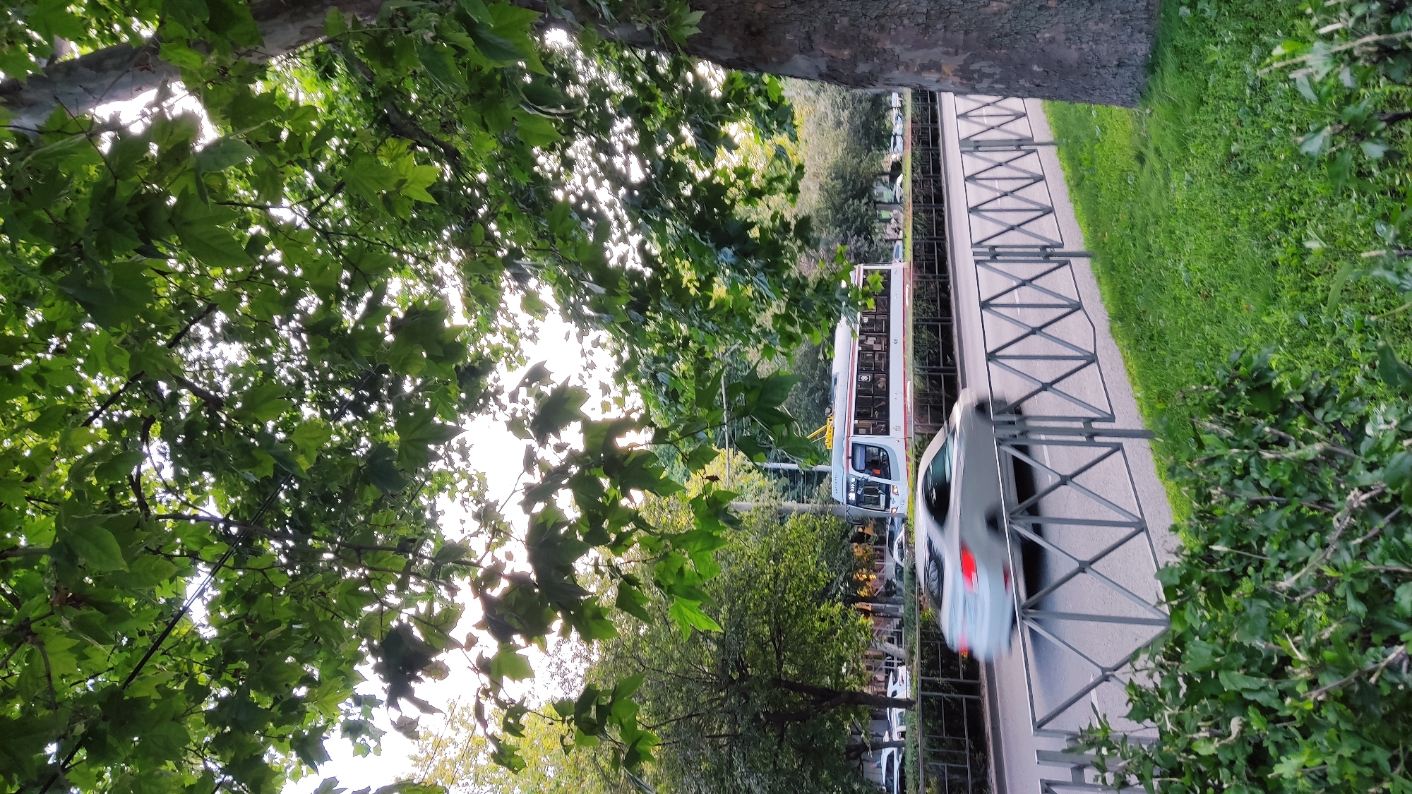 The image depicts a view of a street in Krasnodar, Russia, from the perspective of someone standing on a grassy area with bushes in the foreground. A silver car is captured in motion, blurred due to its speed, on a road to the left of a metal fence. Beyond the car, a tram with a white body and red trim is visible on a tram track. The tram has several windows and appears to be in motion as well. The street is lined with trees, their leaves forming a canopy overhead, with sunlight filtering through the foliage. In the background, more trees and buildings can be observed. The overall scene suggests a typical urban environment in Krasnodar.