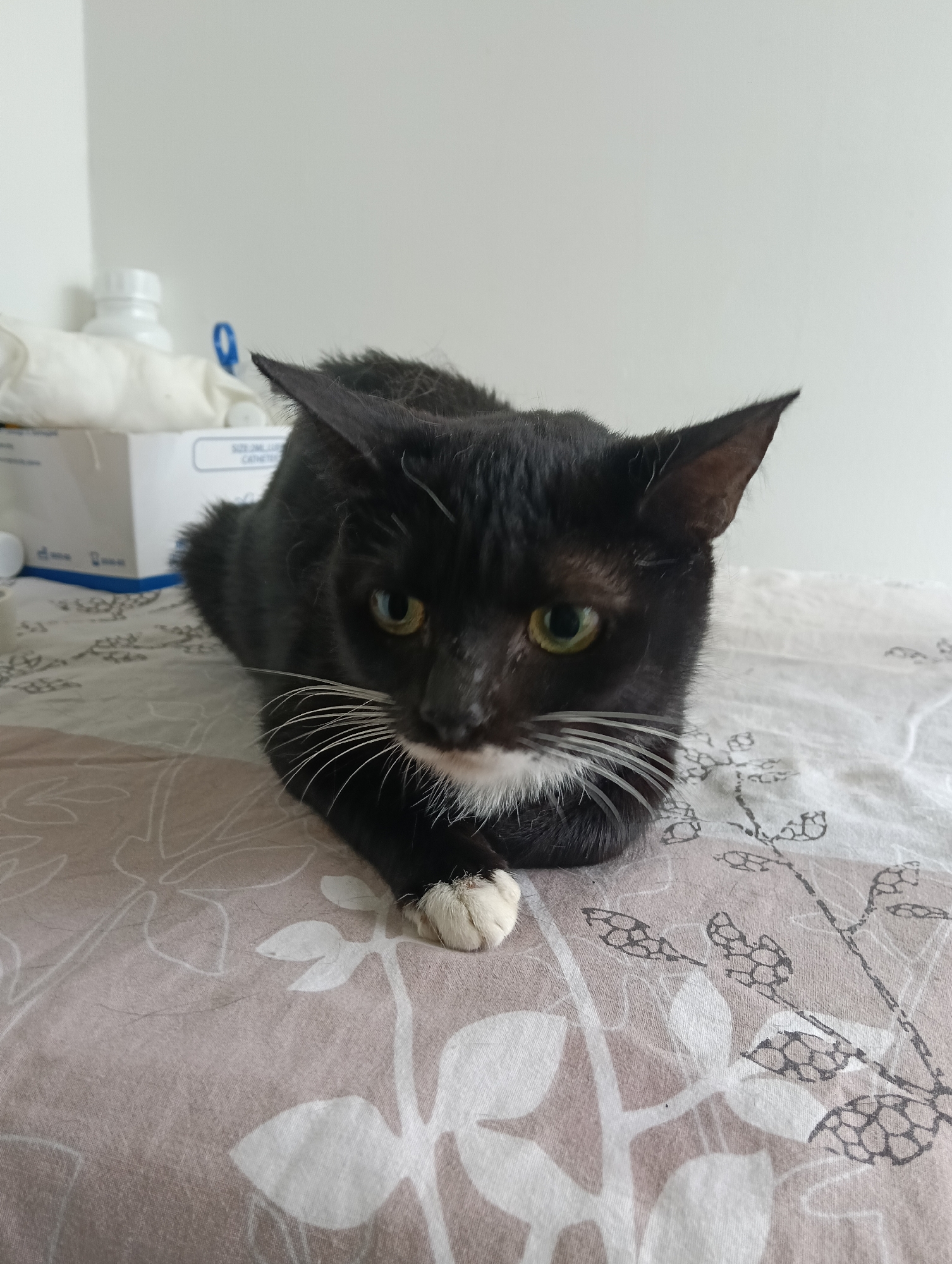 A black and white cat is lying on a bed. The cat has green eyes and long white whiskers. The bed has a beige and white floral pattern. In the background, there is a white box and a white bottle. There is no evidence to support the assertion that this image was taken in Nairobi, Kenya.