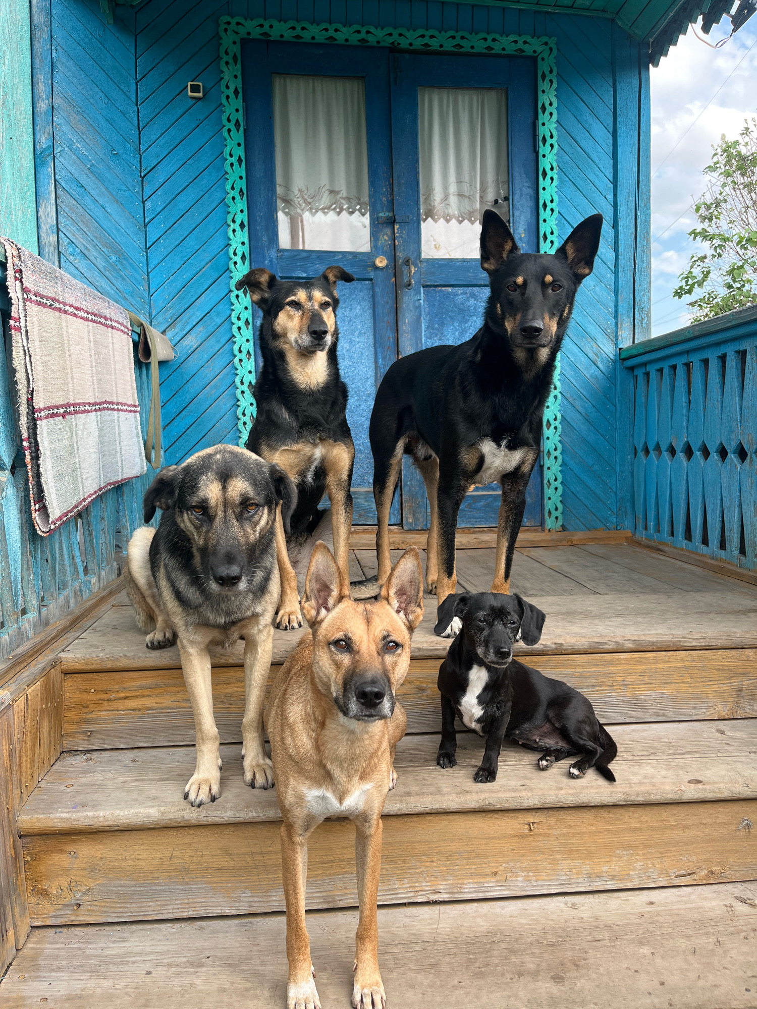 Five dogs are posing on the wooden steps of a blue wooden porch in front of a building in Nizhny Tagil, Russia. The porch has decorative trim painted turquoise. A rug is hanging on the left side of the porch wall. The largest dog, black with tan markings, stands on the top step. To its left, another black and tan dog sits facing the camera. On the middle step, a tan dog with black markings sits looking at the camera. On the right side of the middle step, a small black dog with white markings sits. In the front, on the bottom step, a tan dog stands facing the camera. The sky is visible in the background with some clouds.