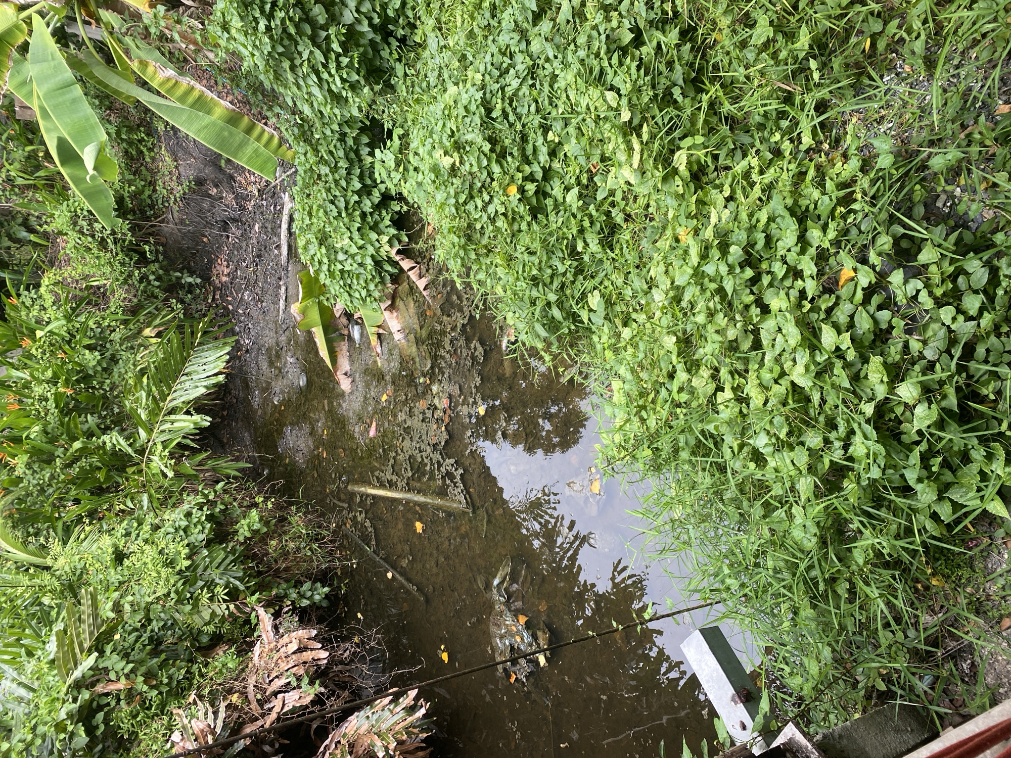 The image depicts a narrow, muddy waterway surrounded by dense vegetation. The water is dark and appears stagnant, with some debris floating on the surface, including yellow leaves and what looks like a plastic bag. On the left side of the waterway, a large, dark-colored object resembling a crab or turtle shell is partially submerged in the water. A thin, dark string or rope extends from the upper left corner of the image into the water. The banks of the waterway are overgrown with a variety of green plants, including broad-leafed plants and tall grasses. In the background, more lush foliage and banana leaves are visible. The scene suggests an unmaintained natural area, possibly in a tropical or subtropical environment. There are no people or animals clearly visible besides the object in the water. The overall impression is one of neglect and natural overgrowth.