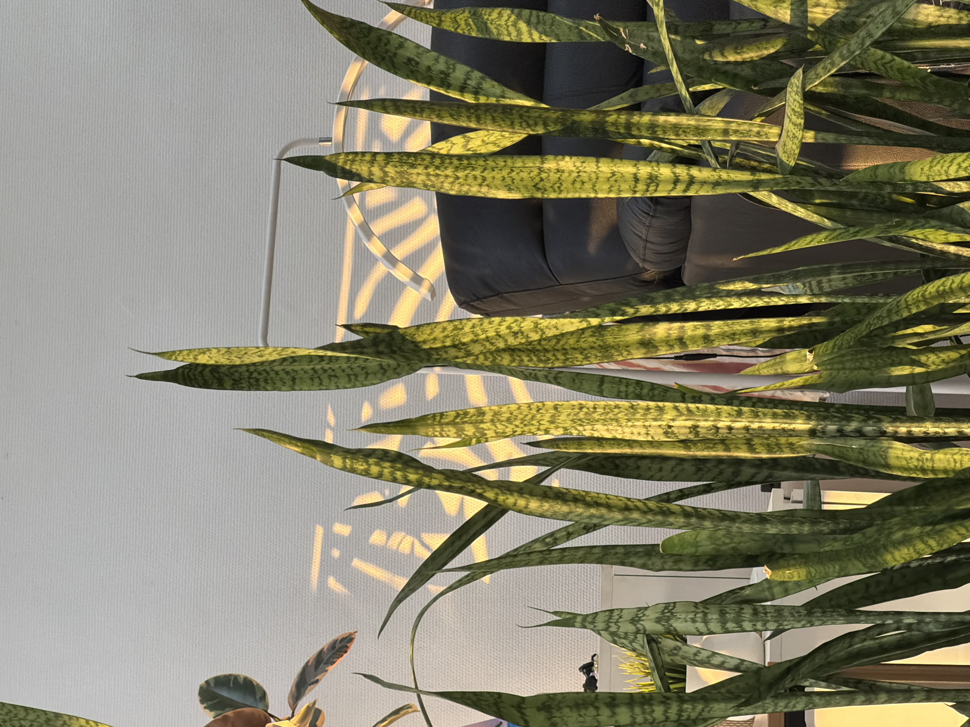 The image depicts a snake plant (Sansevieria trifasciata) with numerous leaves in a densely packed arrangement. The leaves are predominantly green with horizontal bands of darker green. The plant is positioned near a white wall, where patterns of sunlight cast shadows. Adjacent to the plant is a gray chair or sofa. At the bottom of the frame, there is a partially visible plant with rounded leaves that display variations in green, brown, and red coloration. The scene includes a small figurine. The location is not discernible from the provided image.