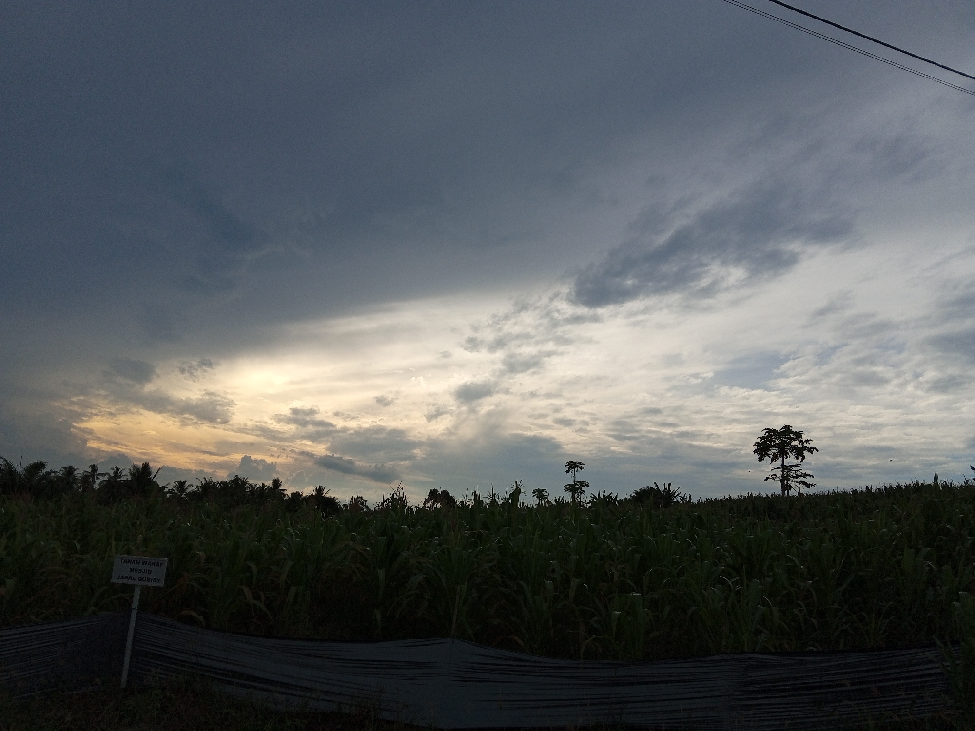 The image depicts a field of corn under a cloudy sky. In the foreground, there is a black plastic sheet covering the ground. A white sign with text is visible on the left side of the image. The background features a line of trees and a single, tall tree silhouetted against the sky. The sky is a mix of dark gray clouds and lighter, more illuminated clouds, suggesting either dawn or dusk. Electrical wires are visible in the upper right corner of the image. The scene appears to be an agricultural area, possibly in or around Cotjrat, Indonesia, given the vegetation and general landscape. No people are present in the image.
