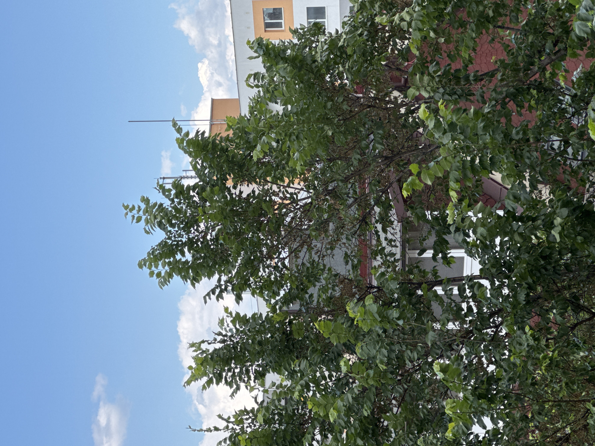 The image shows a view looking up through the leaves of a tree towards buildings in Sofia, Bulgaria. The sky is blue with scattered white clouds. Parts of a building with a light orange and white facade and a red brick building are visible behind the tree. A tall antenna is also visible on top of the building.