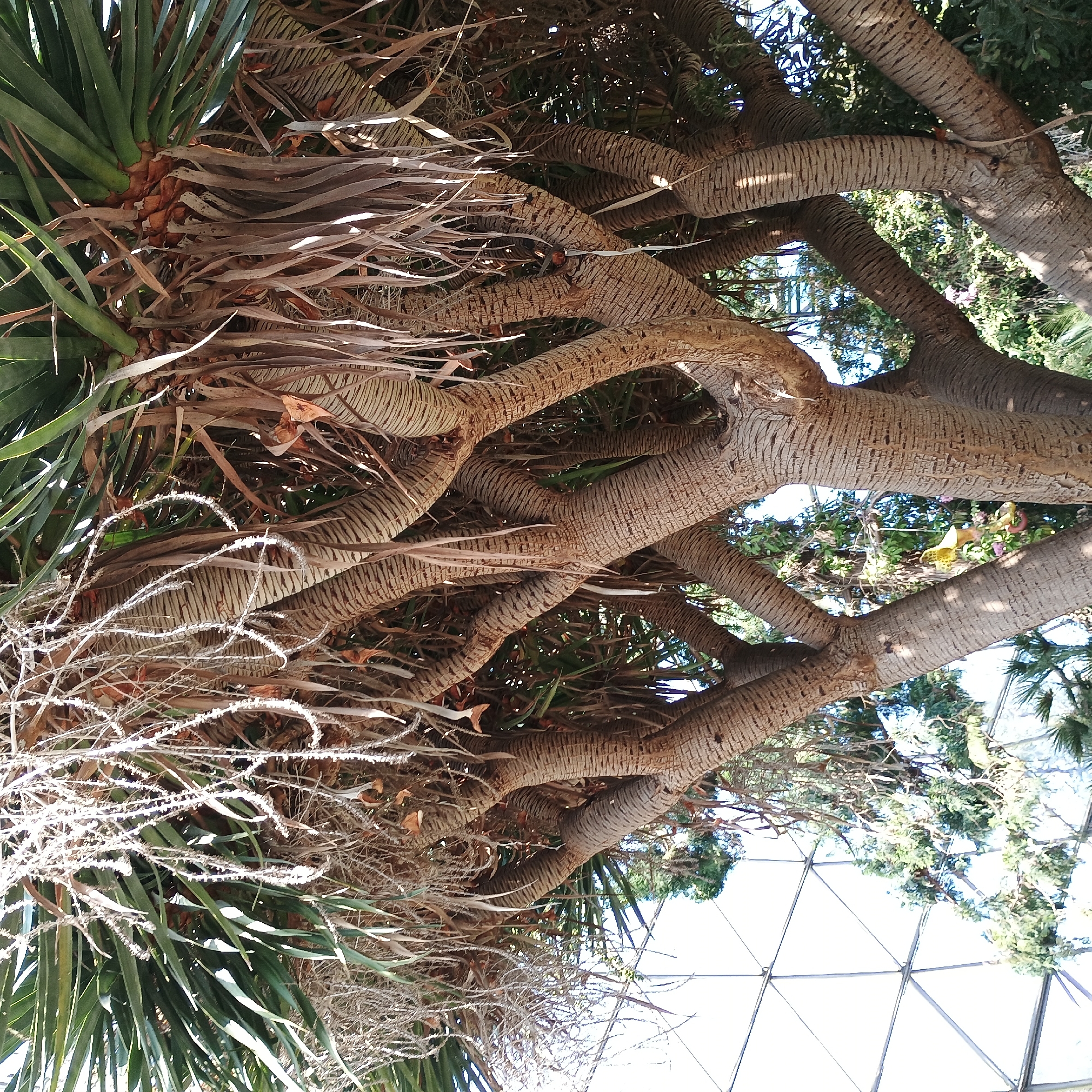 The image shows a close-up of the textured trunk and branches of a dragon tree, likely a Dracaena draco, with its characteristic rough, segmented bark. Clusters of long, strap-like green leaves emerge from the top of the branches, and dried, fibrous material hangs down from where previous leaf clusters have fallen. In the background, a geodesic dome structure is visible, with its triangular panels creating a geometric pattern against a bright sky. Some green foliage and a hint of other trees are also visible, suggesting an outdoor or greenhouse environment. The focus is on the intricate details of the tree's bark and the interplay of light and shadow. There are no people or animals in the image. This appears to be a botanical garden or similar curated plant collection, potentially within the city of Dusseldorf, Germany.
