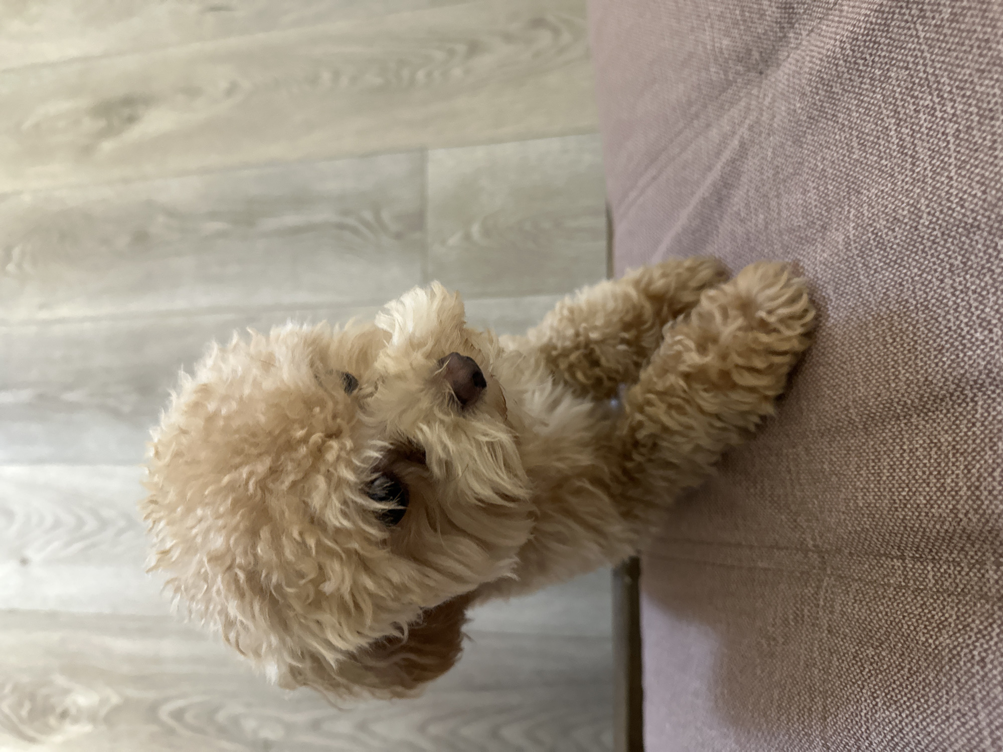 A tan, curly-haired dog is lying on a textured light brown surface. The dog's head is oriented towards the left, and the front paws are extended towards the right, resting on the surface. The surface appears to be a section of a couch. In the background, the floor is visible, featuring light-colored wood-grain planks. There is no visible information to indicate the location is слобода Старая, Russia.