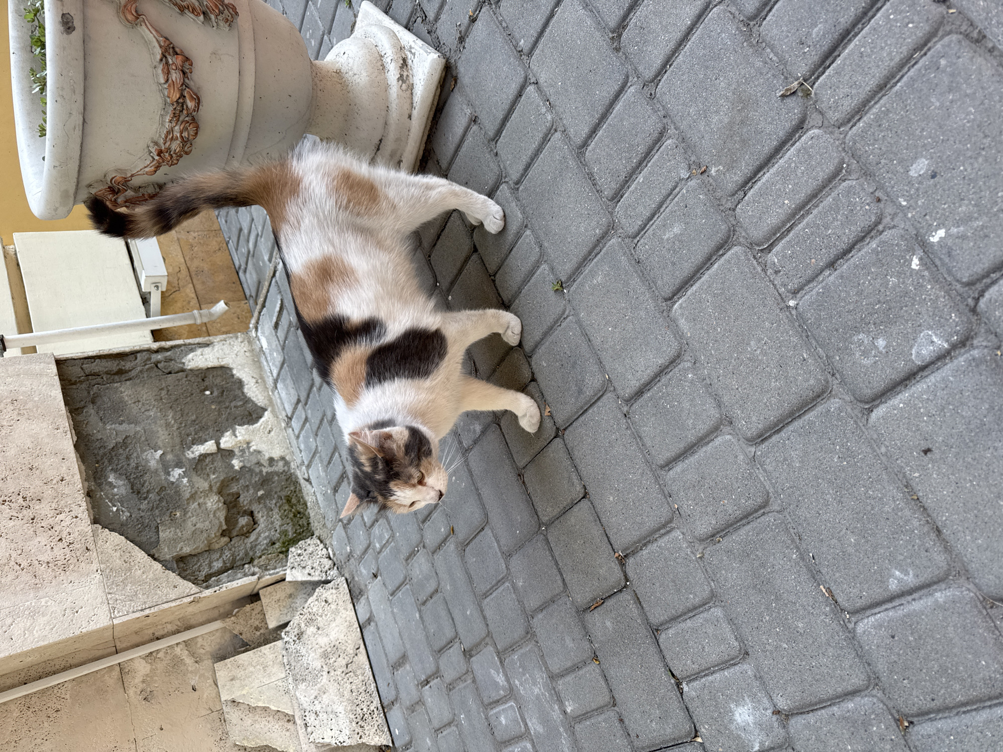 A calico cat with white, black, and tan markings stands on a cobblestone pathway outdoors. The cat is facing to the left of the frame, with its head turned to look down and slightly away from the viewer. Behind the cat, to the right, is a large, ornate white planter. To the left of the cat and behind it is a building facade made of light-colored stone blocks, with some visible damage and debris. The overall environment appears to be an urban setting.