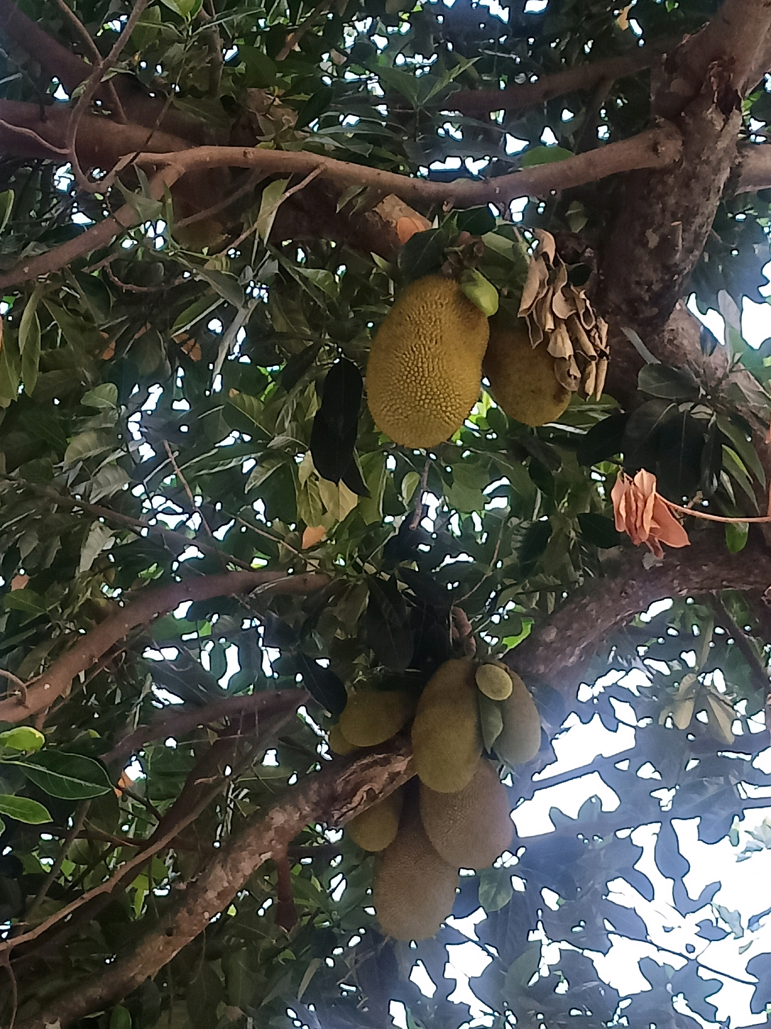 The image shows a close-up view of jackfruit growing on a tree. Several large, green jackfruits are visible, hanging from branches amidst dense green foliage. The sunlight filters through the leaves, creating bright spots and shadows. The tree has rough bark and thick branches. There are no people or any other subjects in the image. The image is an outdoor scene, likely in a tropical or subtropical environment given the presence of jackfruit trees. The location is specified as Slogo, Indonesia.