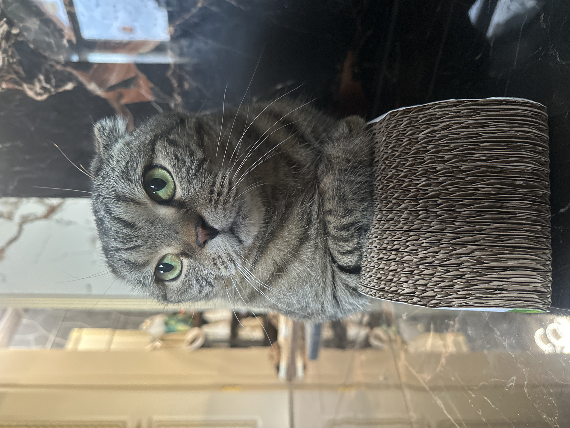 A grey tabby cat with green eyes is seated behind a cardboard scratching post. The cat's paws are resting on top of the scratching post, and its head is turned to the left, looking slightly upwards. The cat has folded ears and prominent white whiskers. The background shows a polished, dark marble floor, and in the distance, a blurred reflection of what appears to be an interior space with doors and shelving. The lighting is dim, creating shadows and highlighting the cat's fur and the reflective surfaces. There is no indication of the city of Virki, Russia, or any specific location.