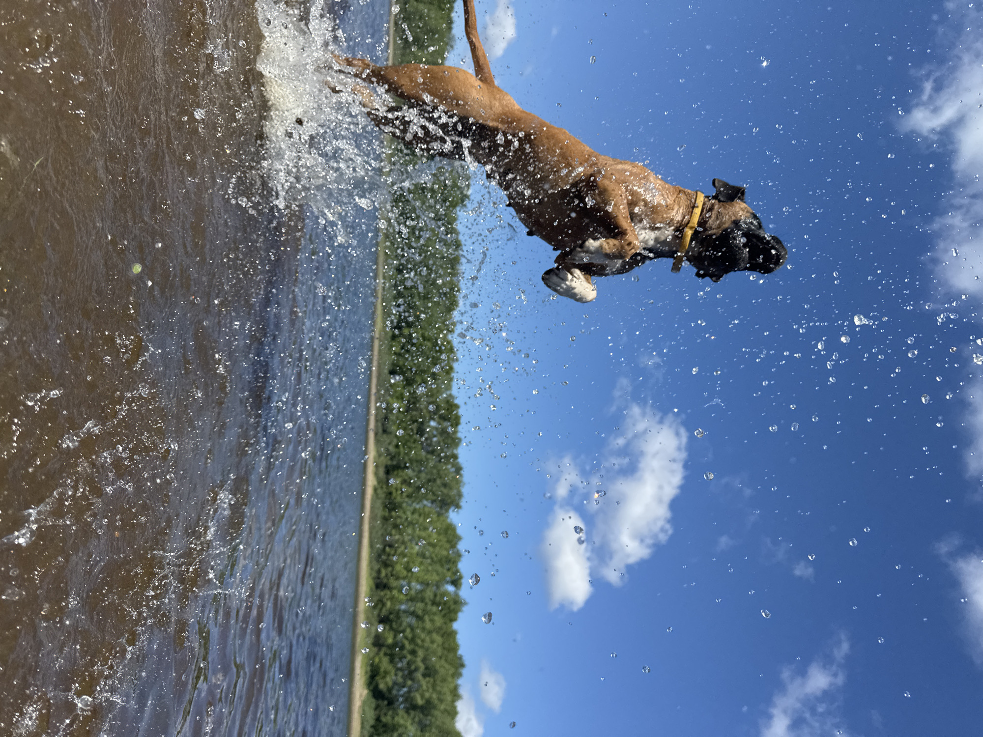 A brown boxer dog is captured mid-air, leaping out of murky brown water. The dog, wearing a yellow collar, is surrounded by a spray of water droplets. The background features a bright blue sky with scattered white clouds, and a line of lush green trees along the far bank of the water. The image appears to be taken outdoors on a sunny day. The location is not specified in Chaikovsky, Russia.