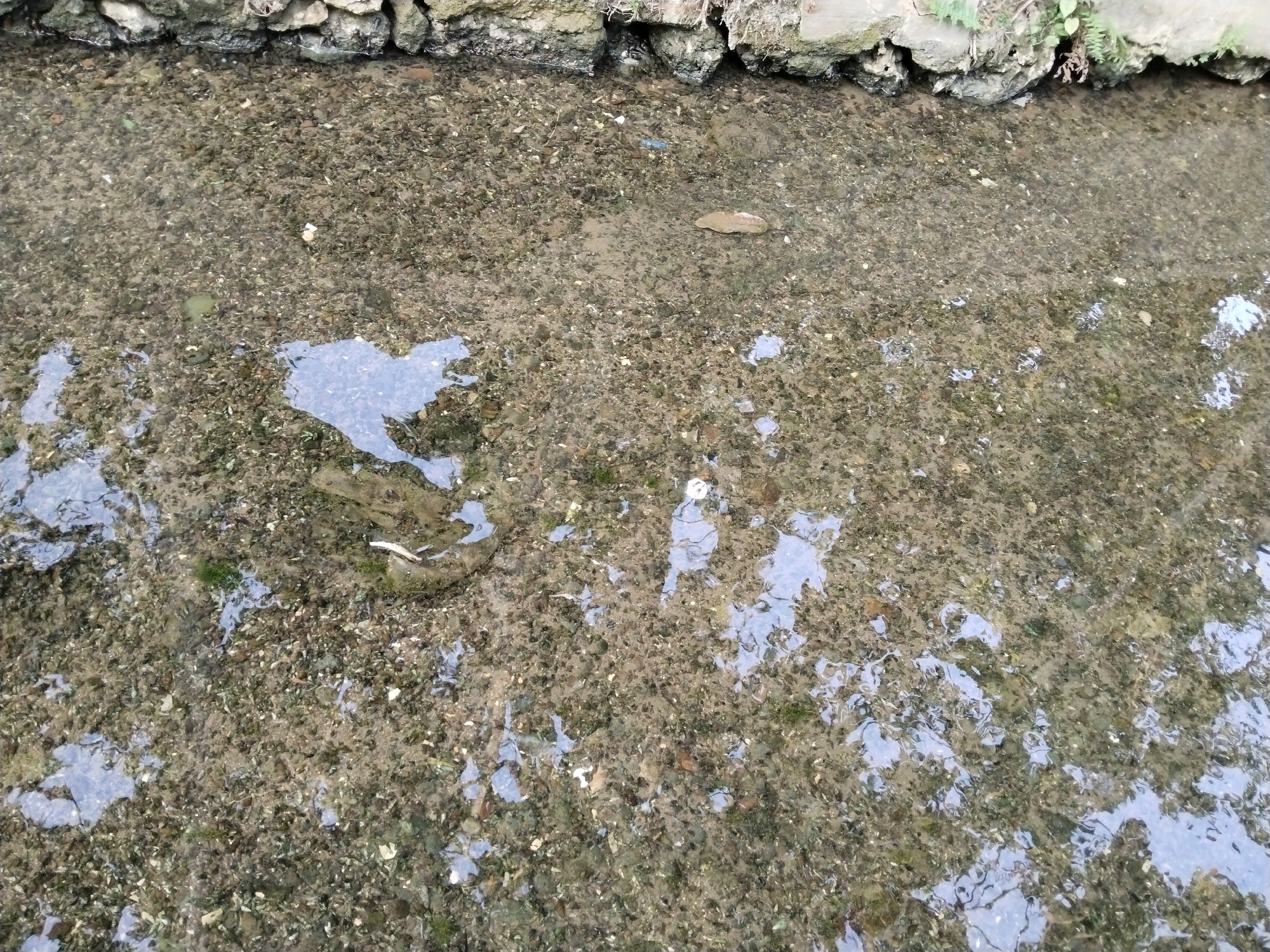 The image shows a close-up view of a shallow, rocky stream bed in Semanding, Indonesia. The water is clear, allowing the multicolored stones and sediment on the bottom to be visible. The stones are of various sizes, ranging from small pebbles to larger rocks. Some patches of green algae are present on the stones and the submerged surfaces. The stream bank, visible at the top of the image, is lined with larger rocks and some sparse vegetation. The surface of the water reflects the sky and surrounding environment, creating shimmering patterns. There are no people or animals visible in the image.